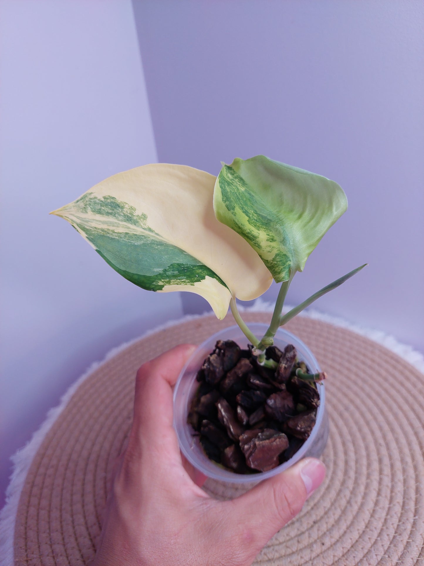 Scindapsus Jade Satin Variegated -#A
