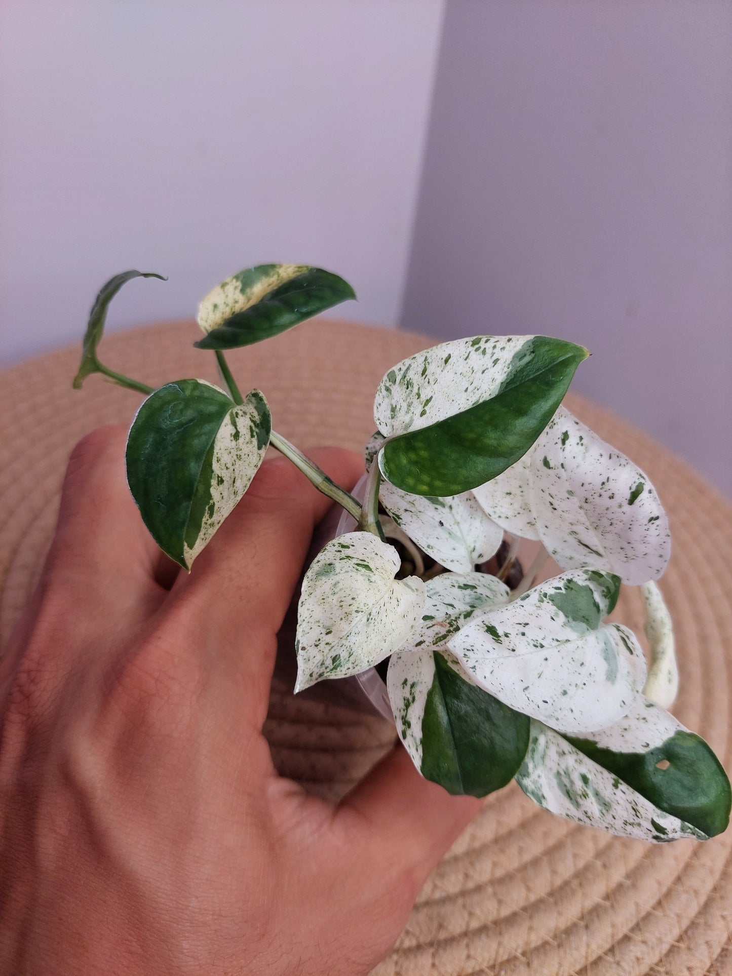 Epipremnum Pinnatum Marble 2