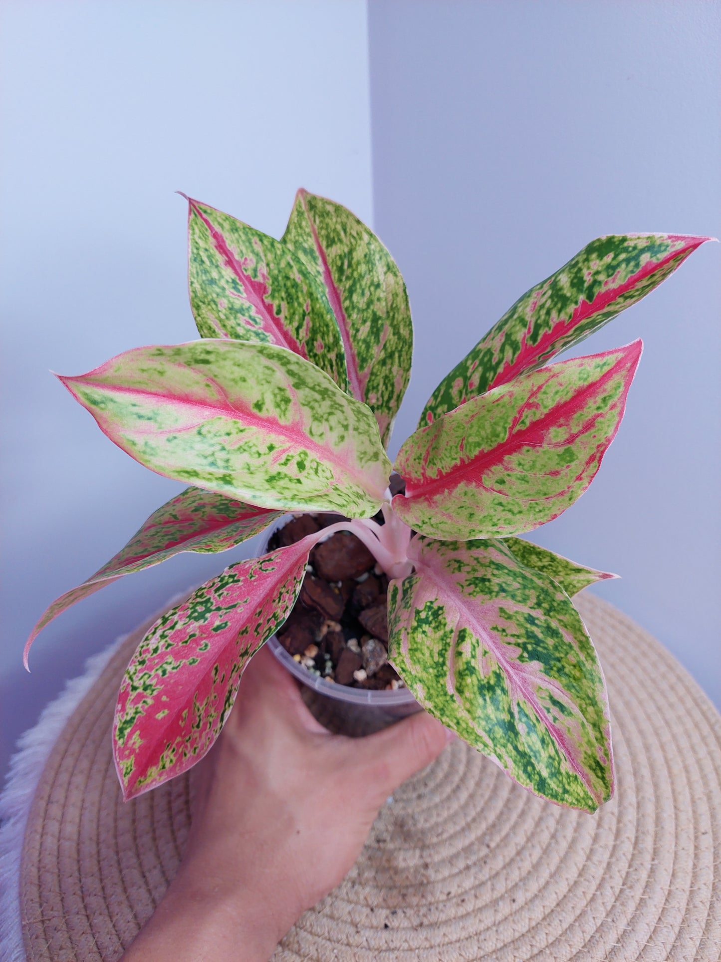 Aglaonema Night Sparkle 1