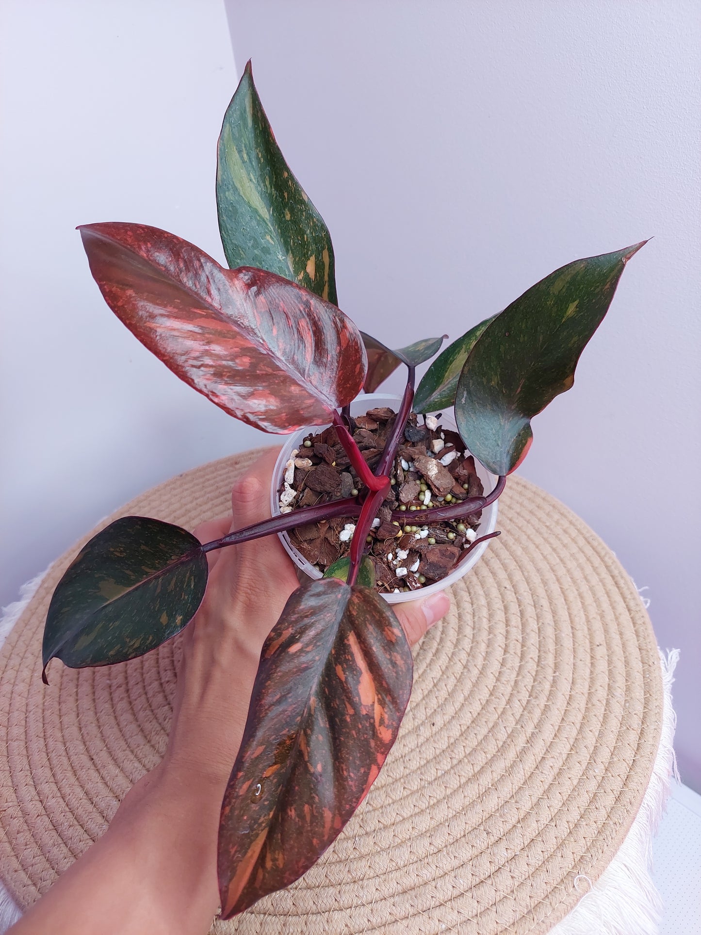 Philodendron Sunspot 1