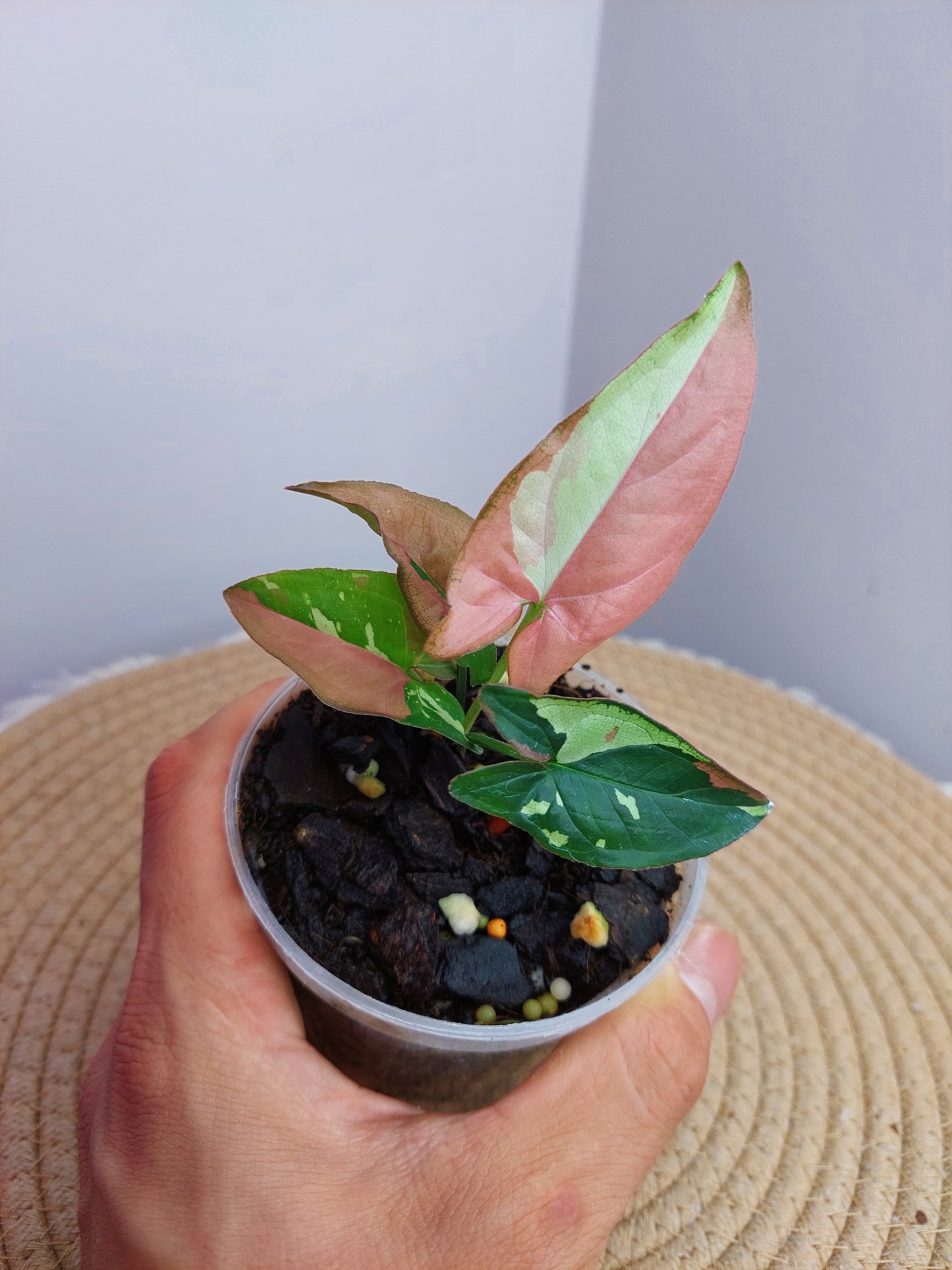 Syngonium Red Spot Tricolour A