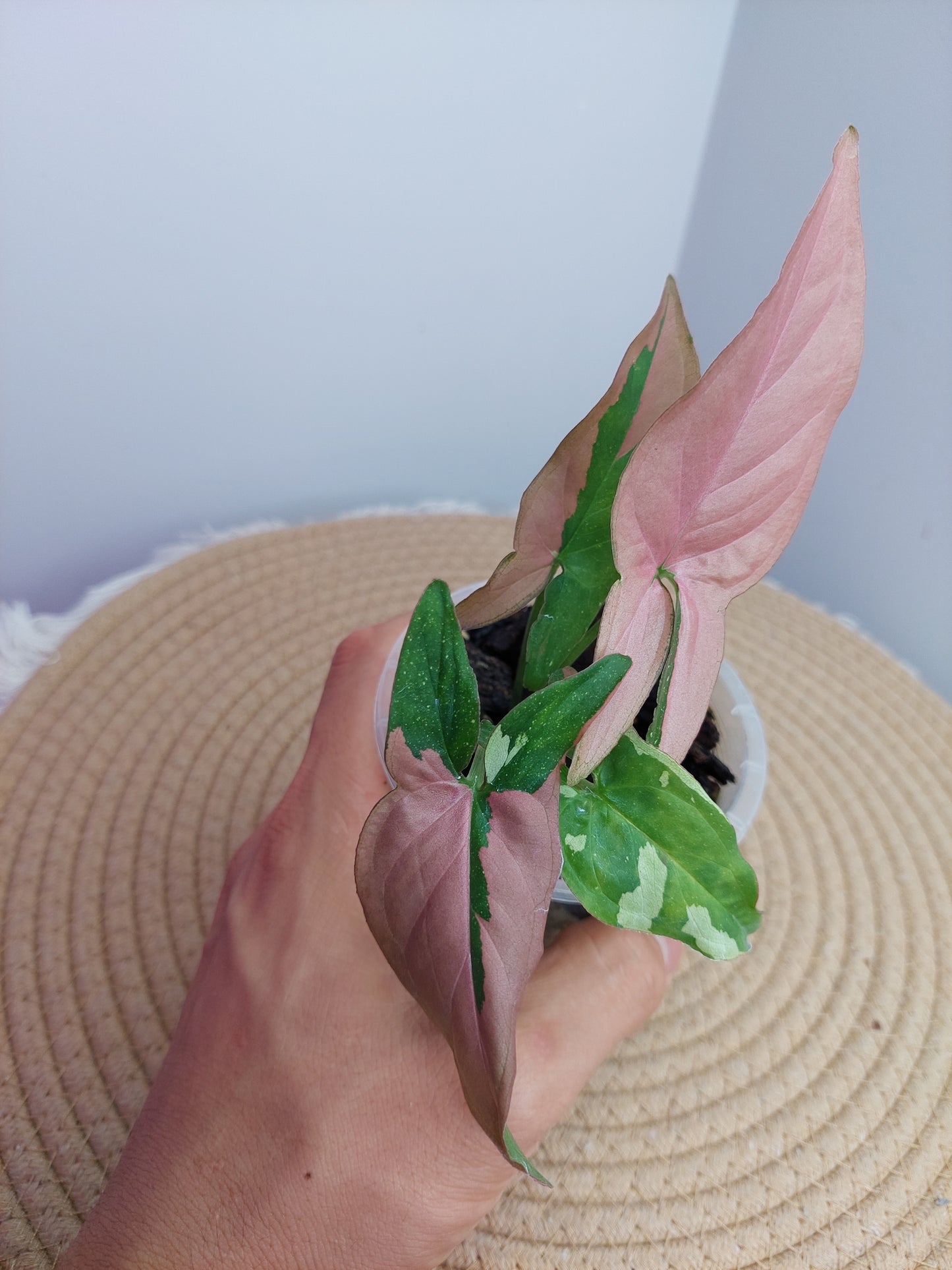 Syngonium Red Spot Tricolour B