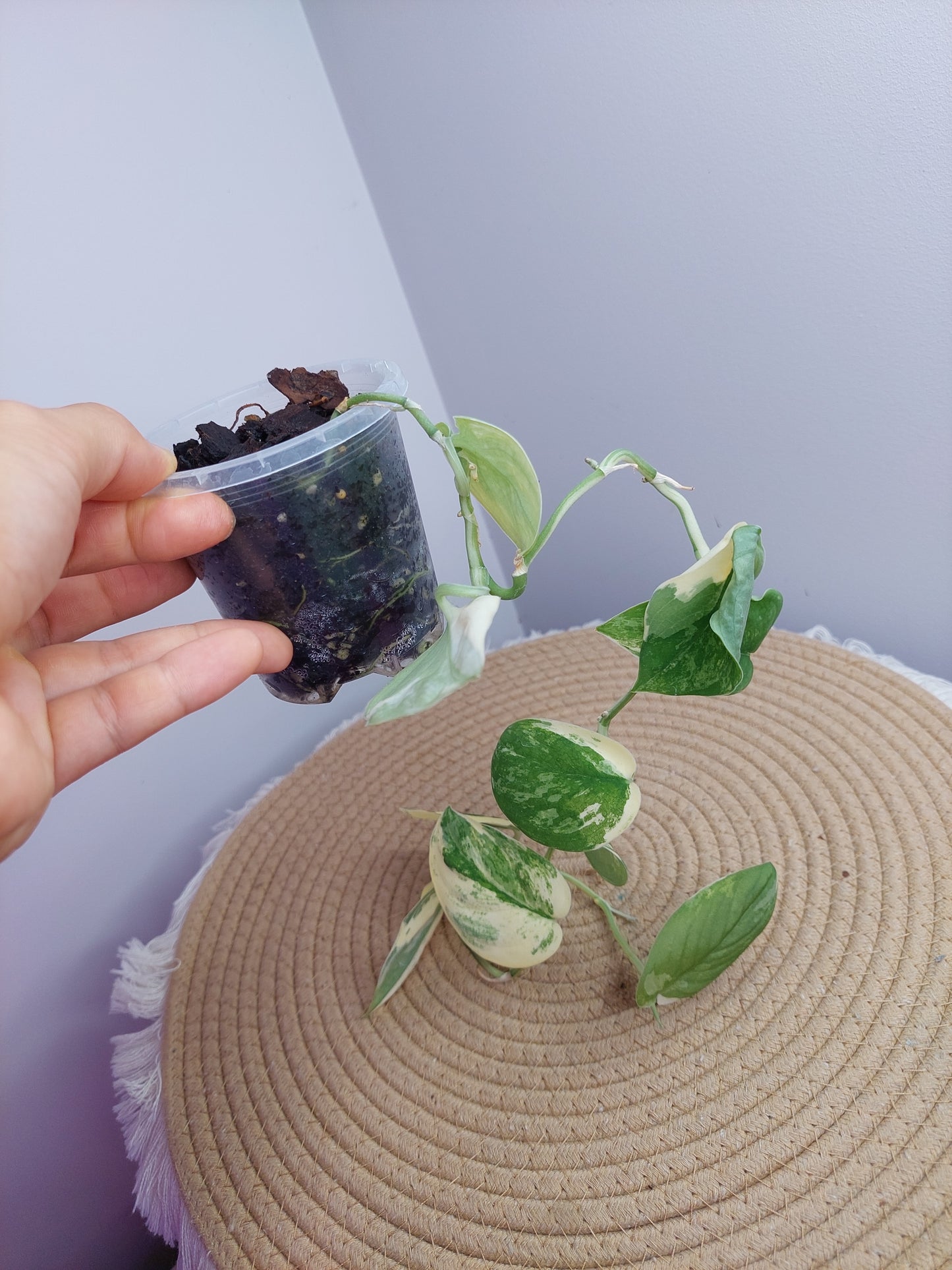 Scindapsus Mangurai Variegated A