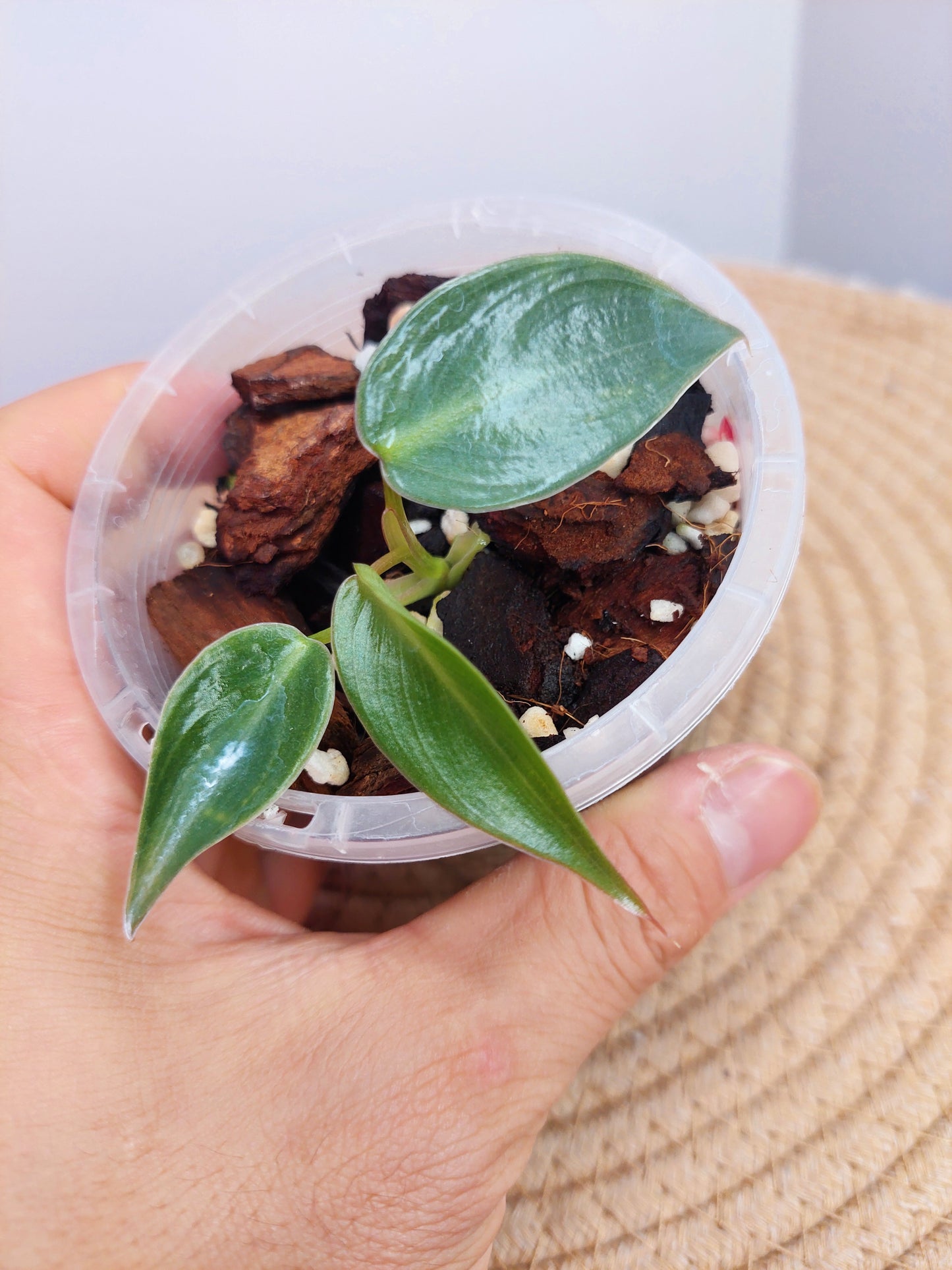 Philodendron Spiritus Sancti A