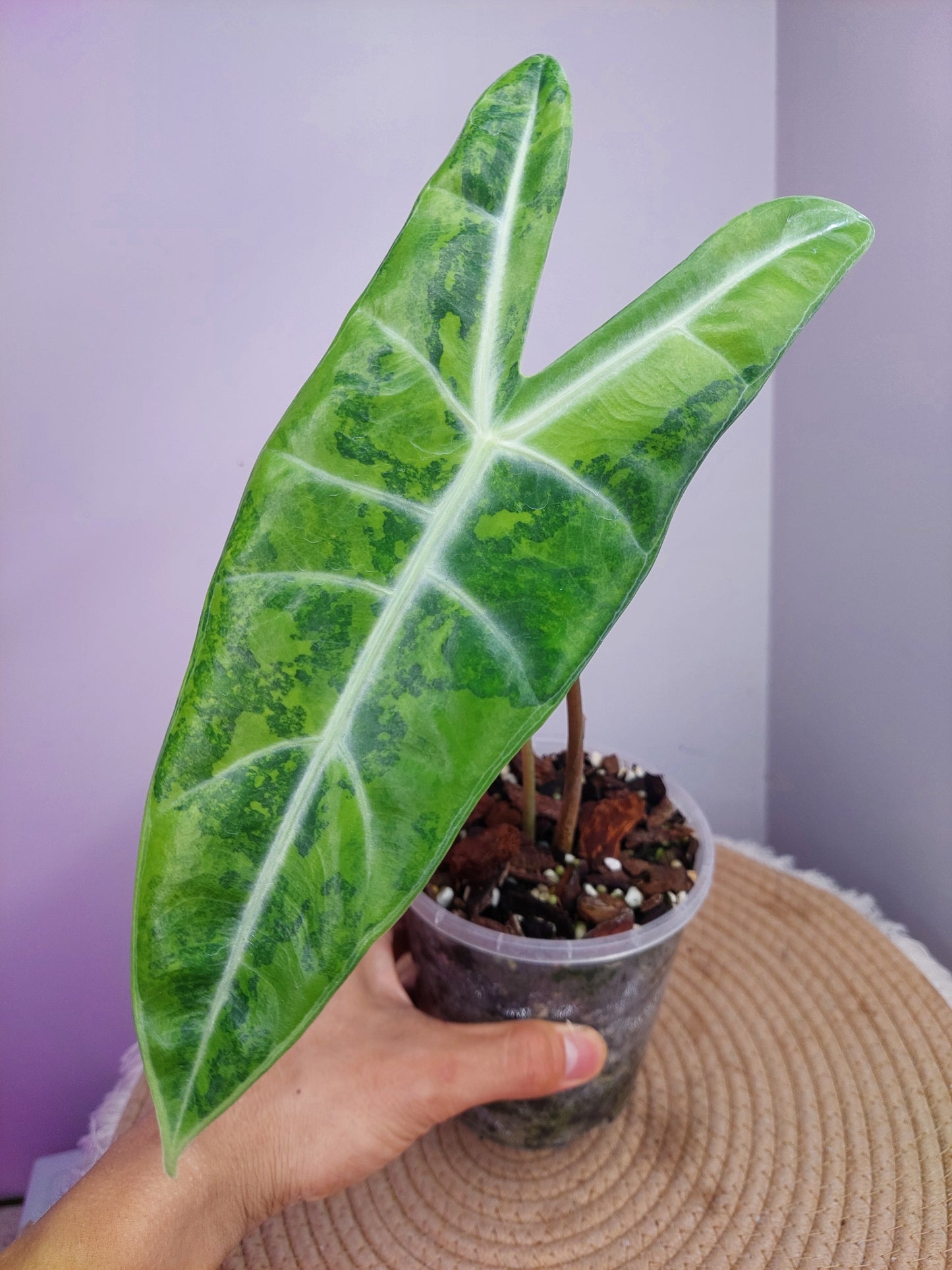 Alocasia Longiloba Variegated A