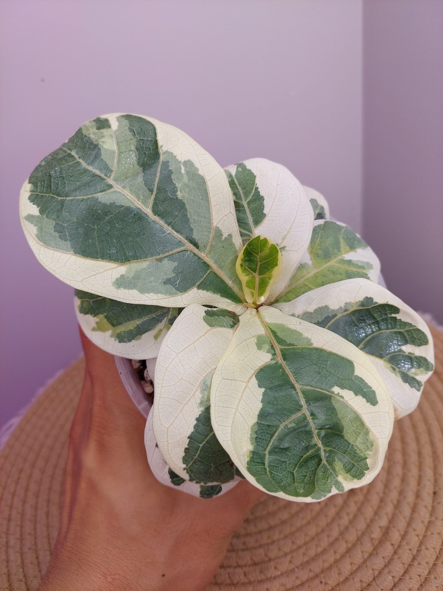 Ficus Lyrata Variegated A