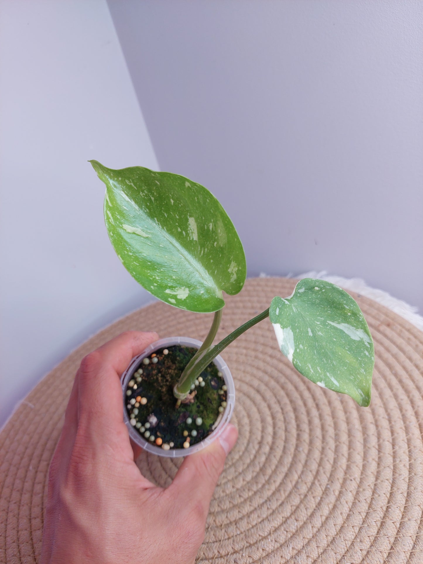 Monstera Thai Constellation #2