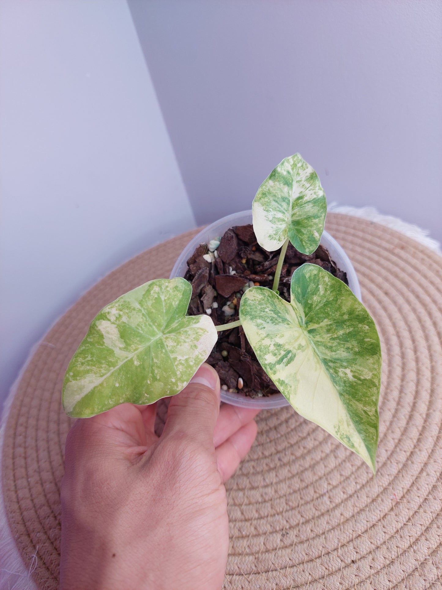Alocasia Gageana Aurea Variegated #1