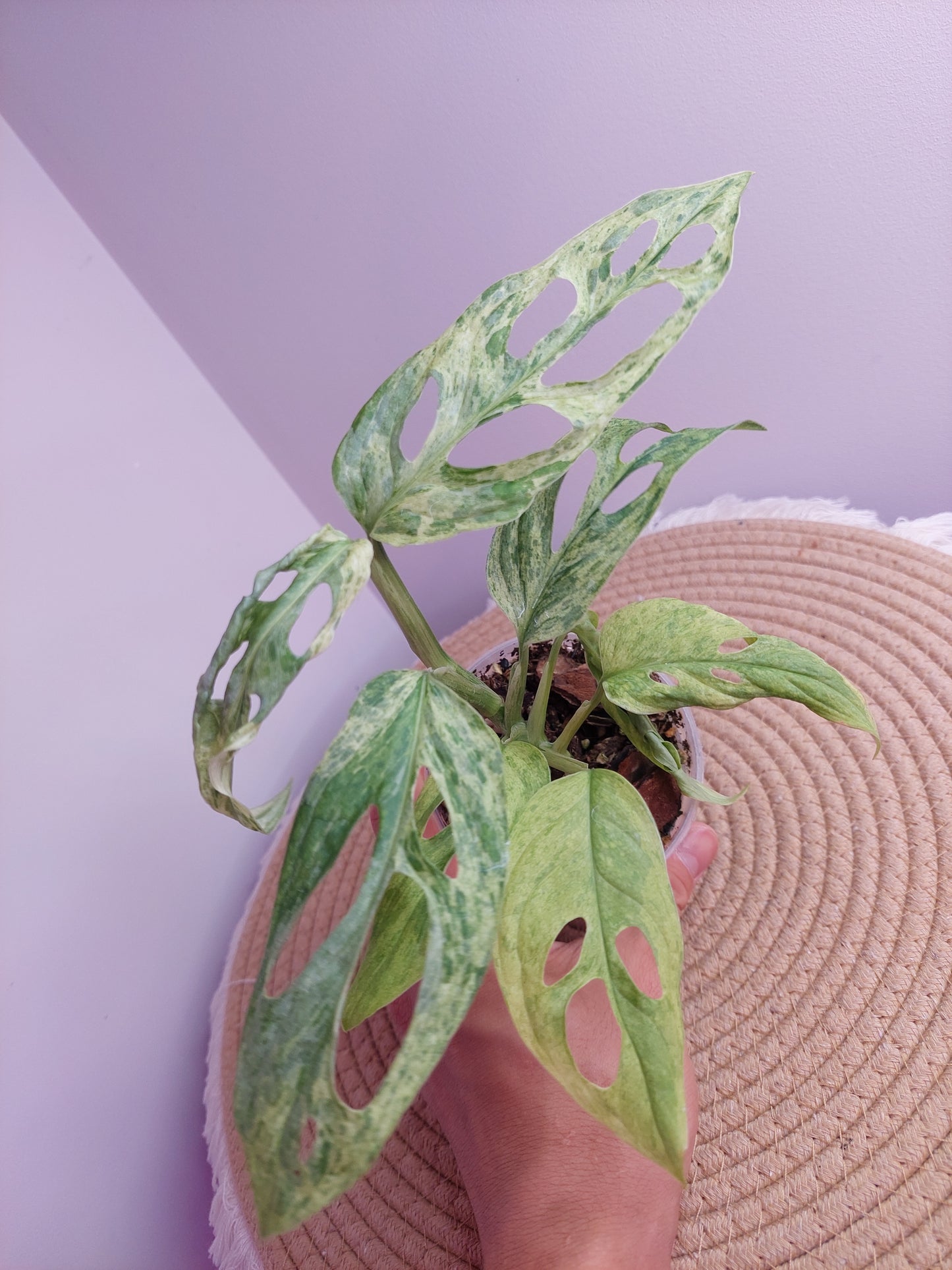 Monstera Adansonii Mint #1
