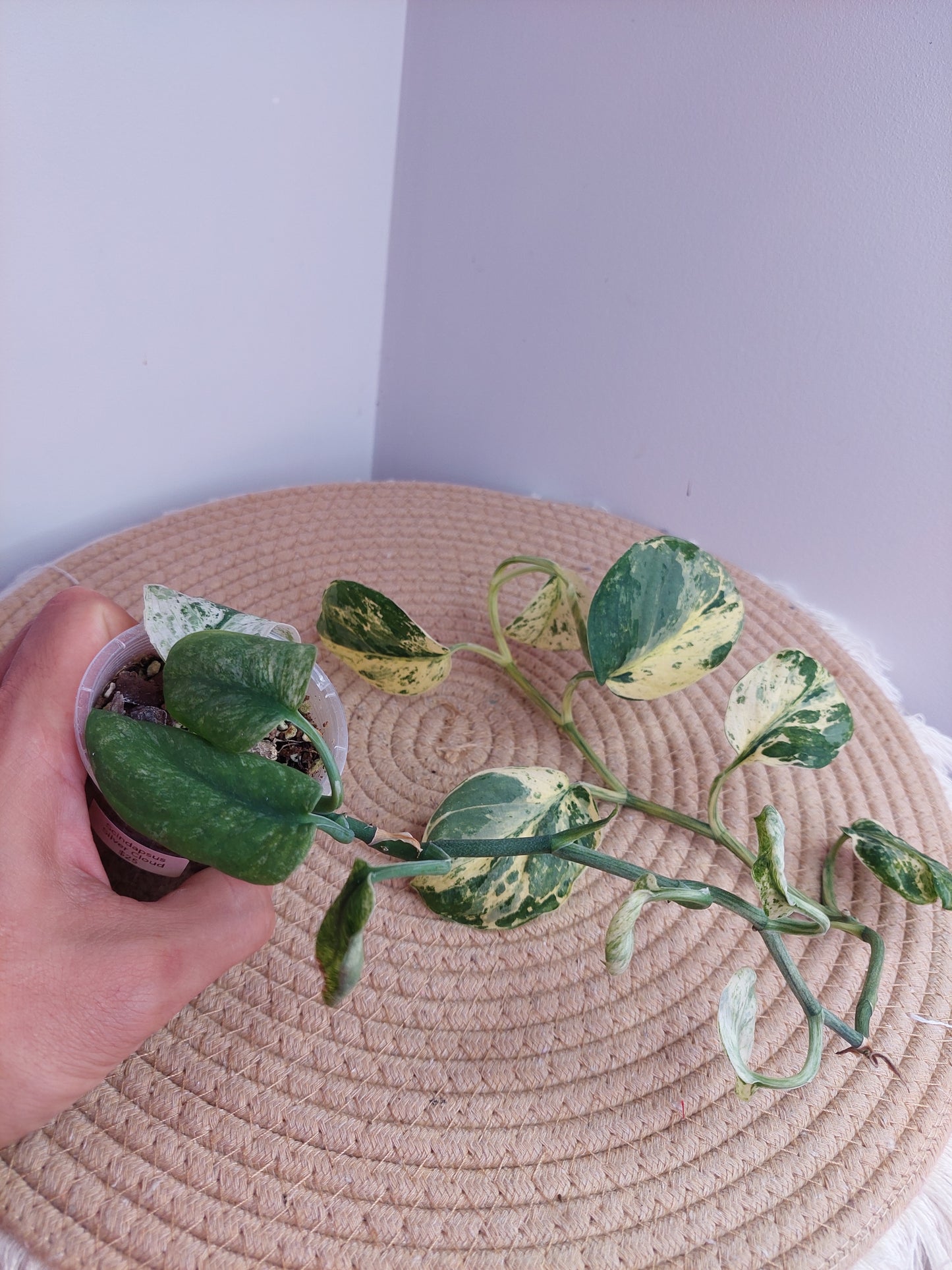 Scindapsus Silver Cloud Variegated #1