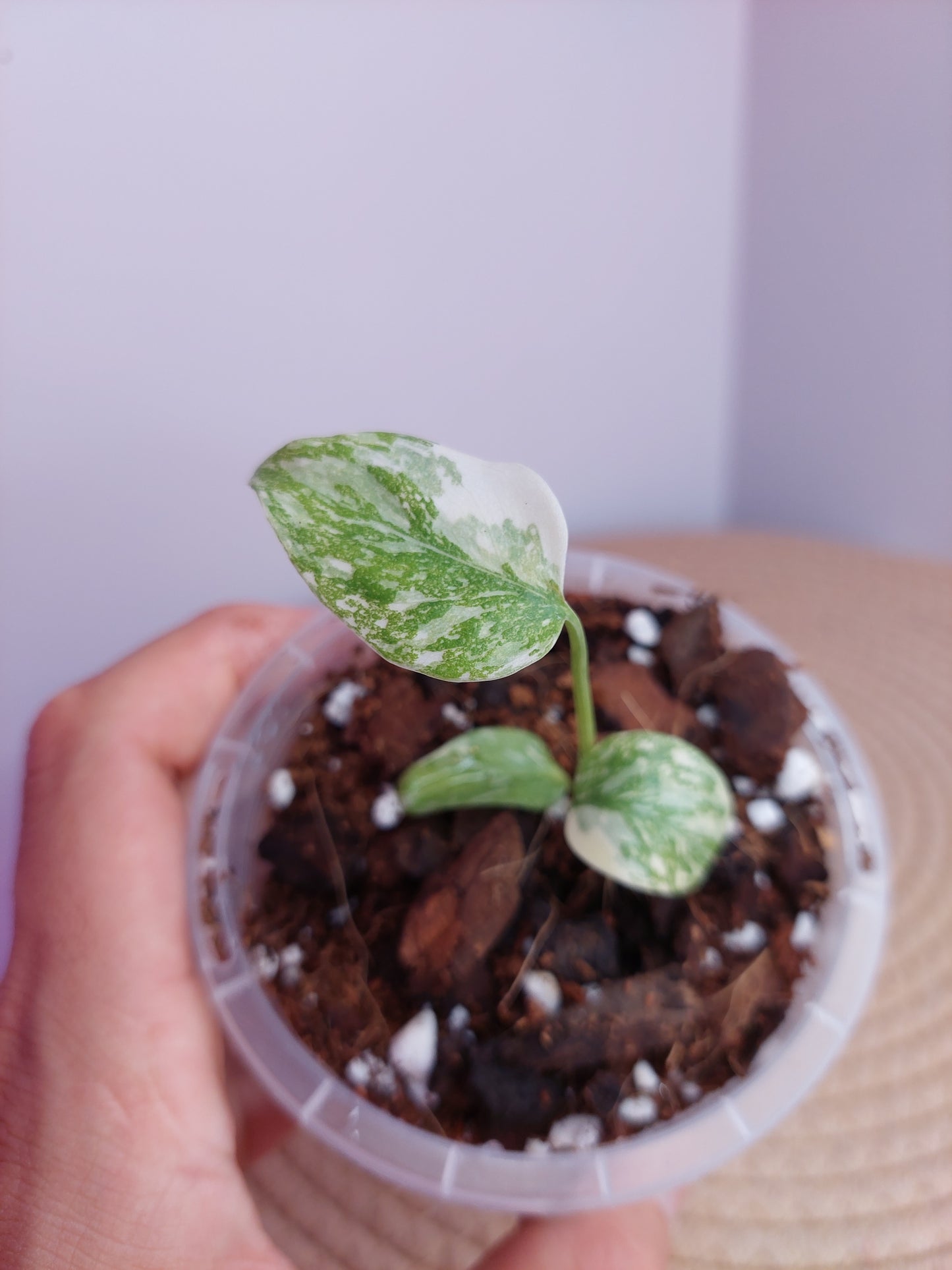 Monstera Cream Cheese #2
