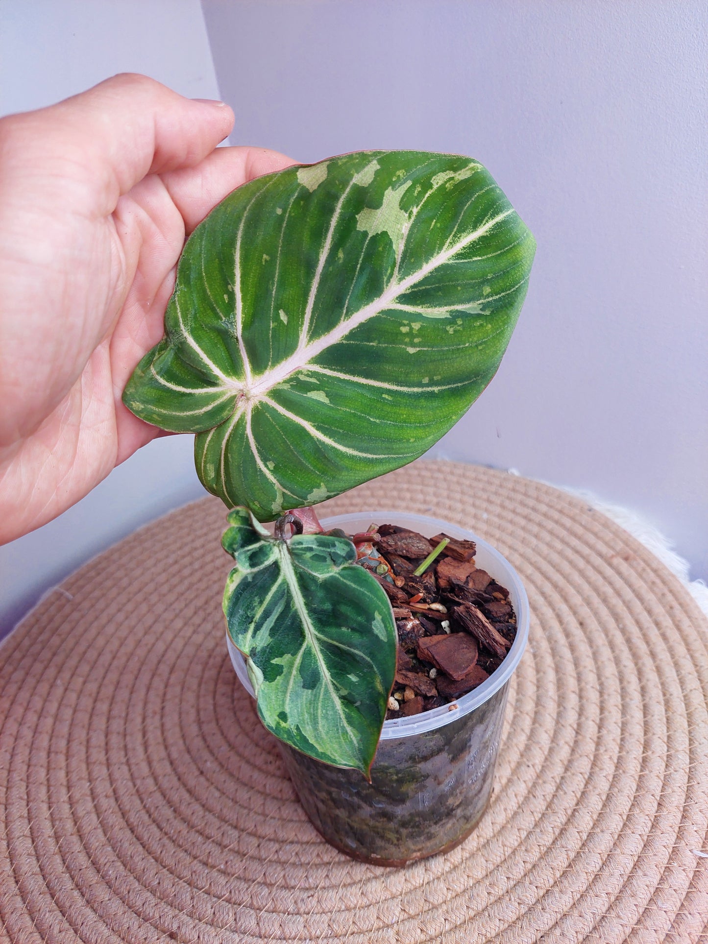 Philodendron Gloriosum Snow Leopard Variegated #1