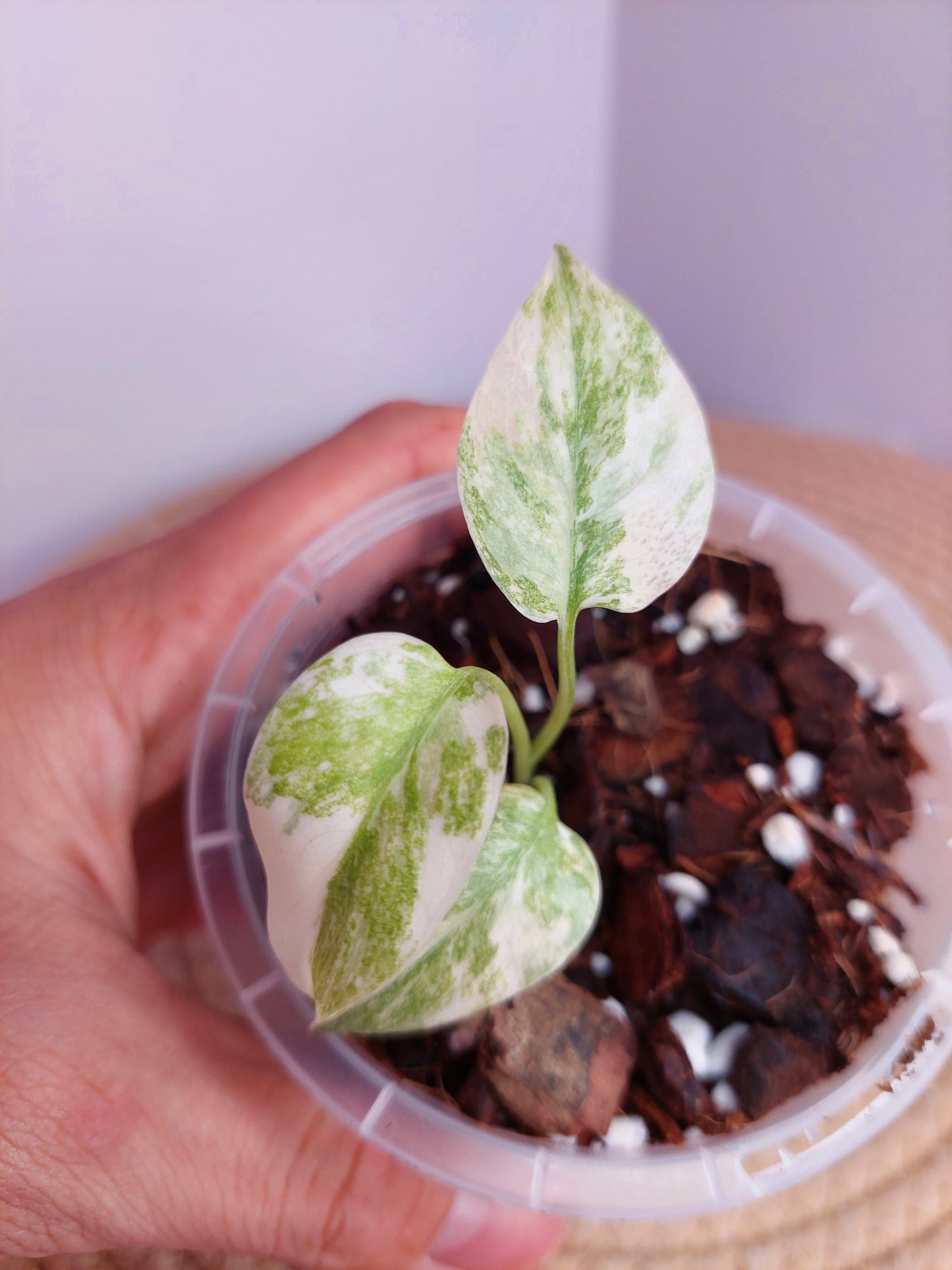 Monstera Green Snow #1