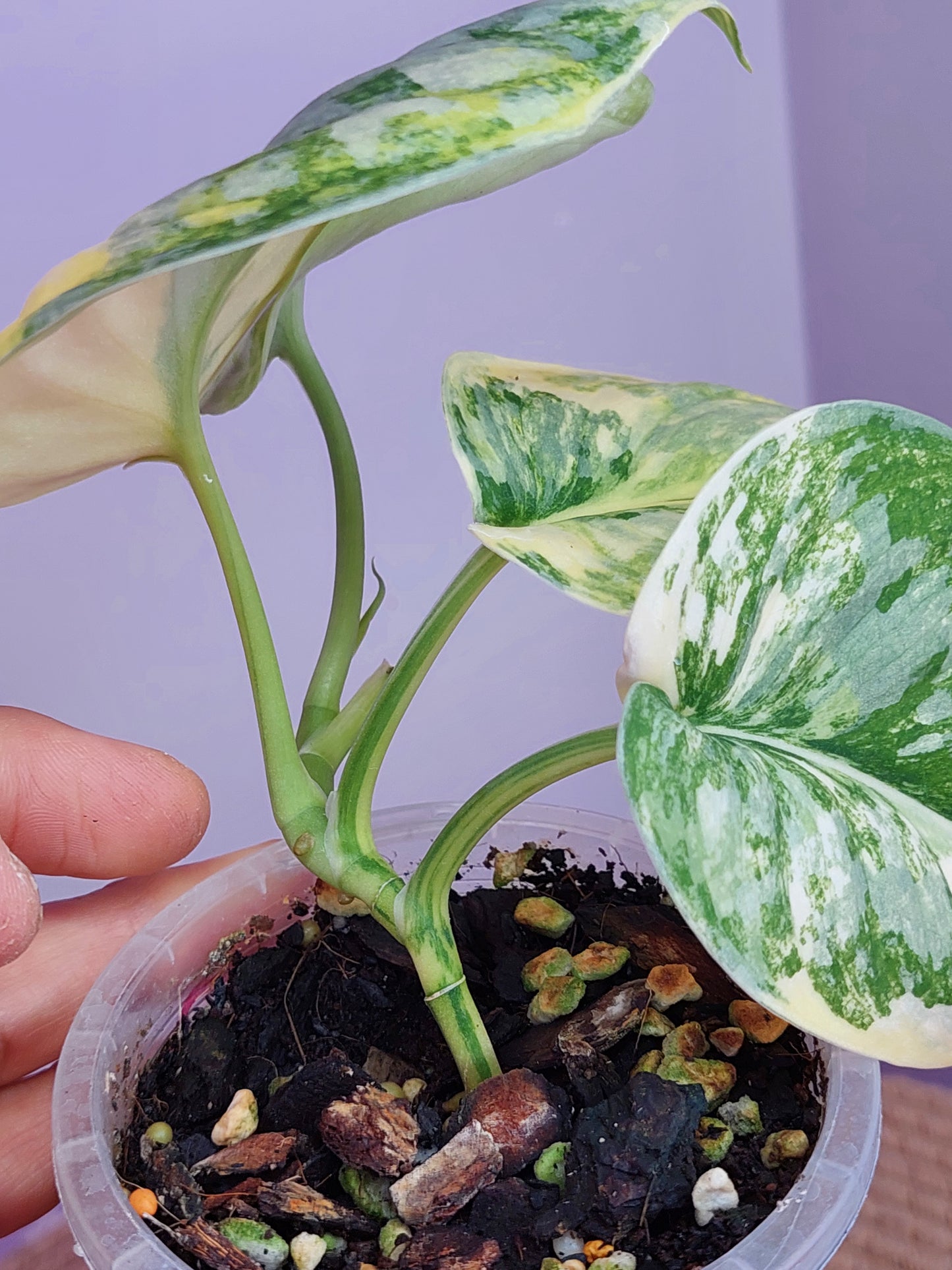 Scindapsus Exotica Variegated #A