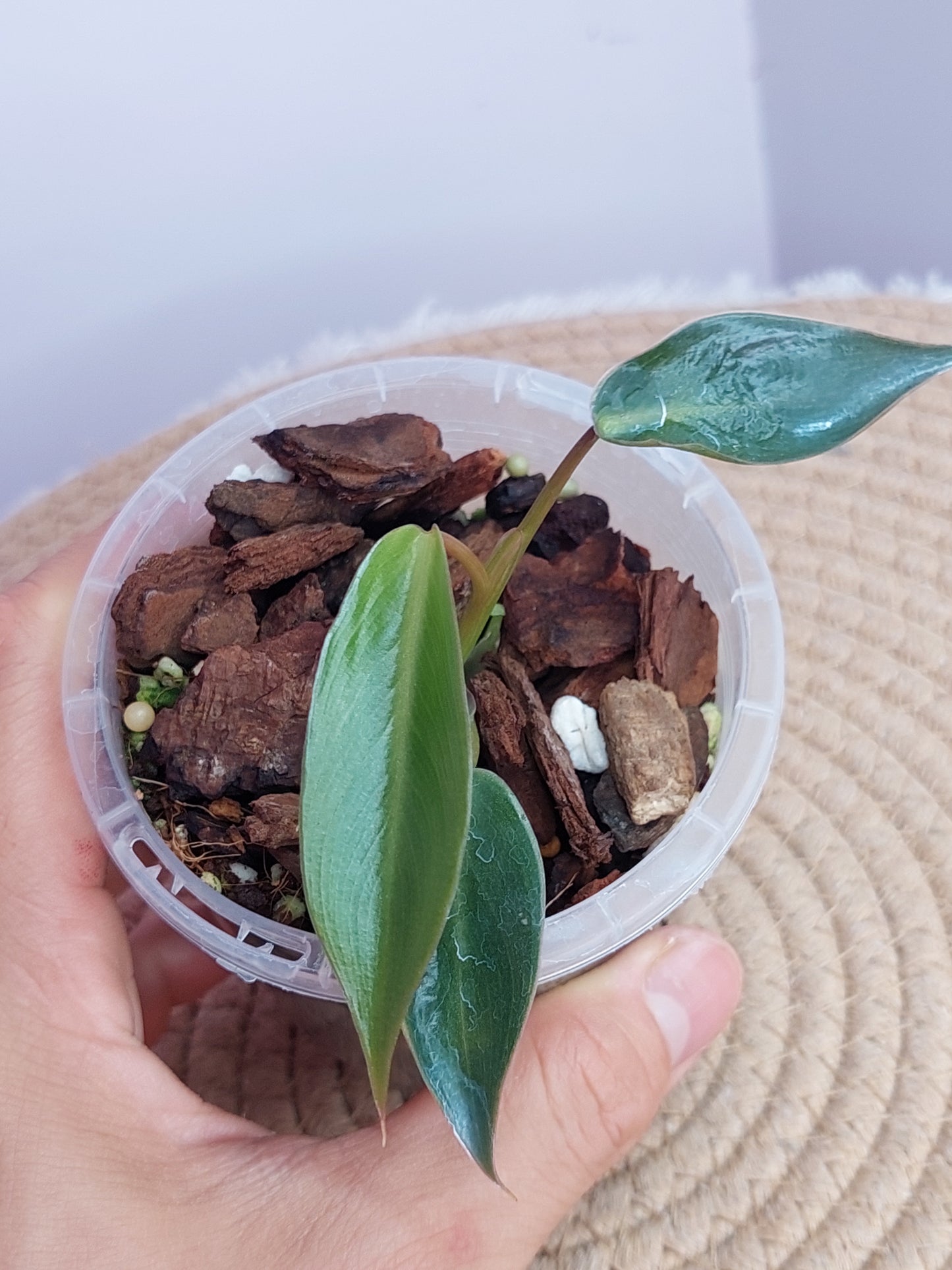 Philodendron Spiritus Sancti #B