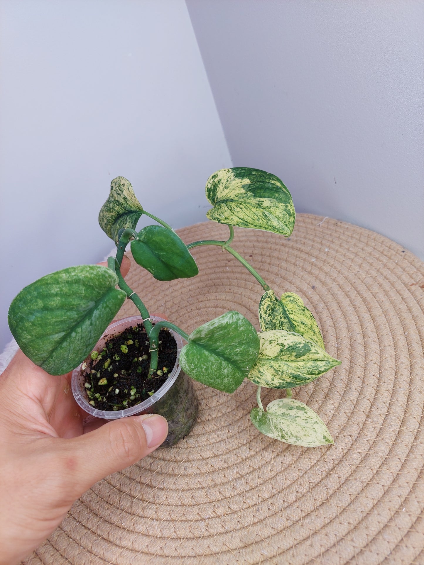 Scindapsus Silver Cloud Variegated 2