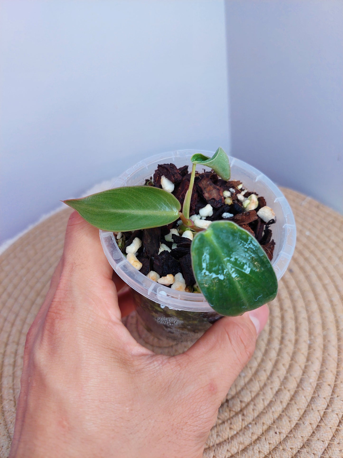 Philodendron Spiritus Sancti 1