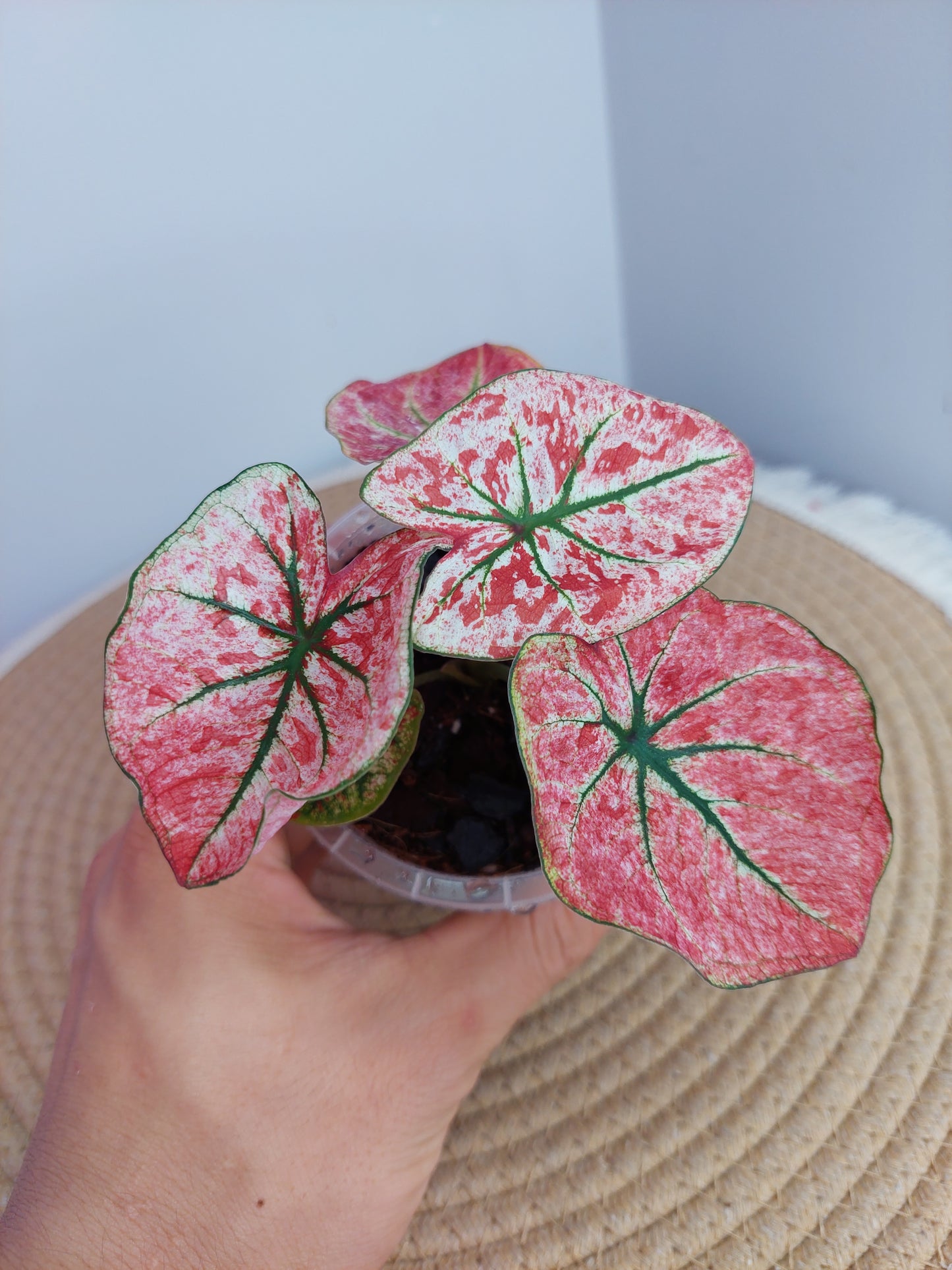 Caladium Scarlet Mary A