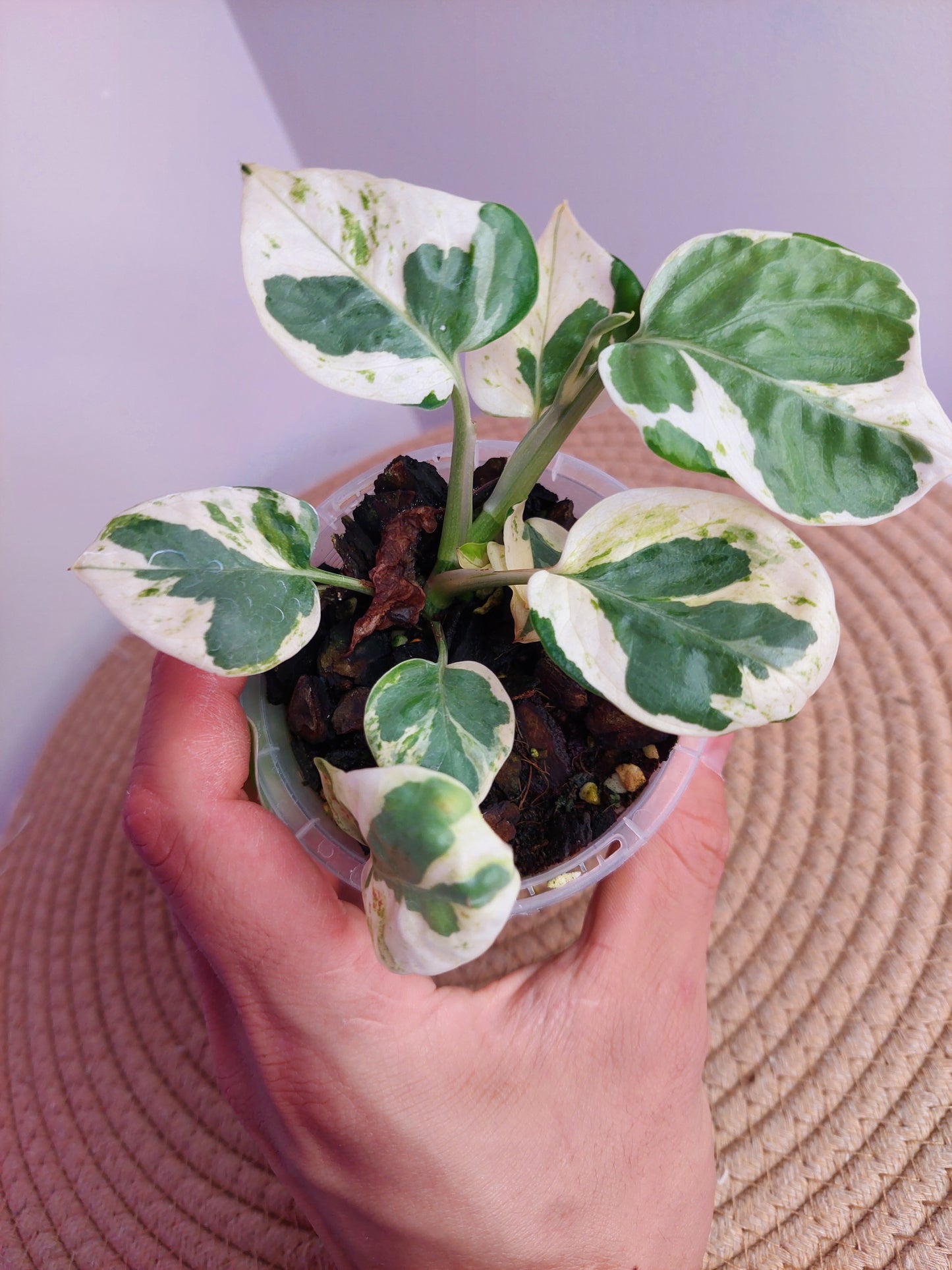 N’joy Pothos #A