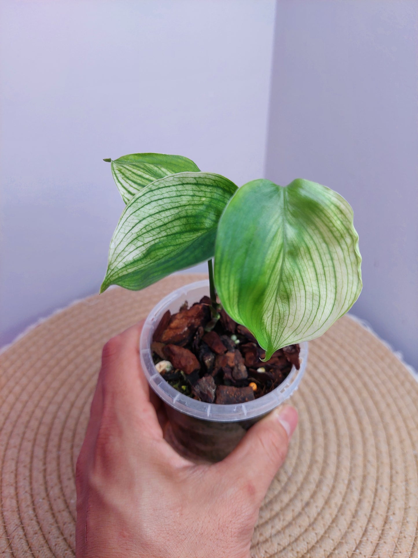 Scindapsus White Monster #1