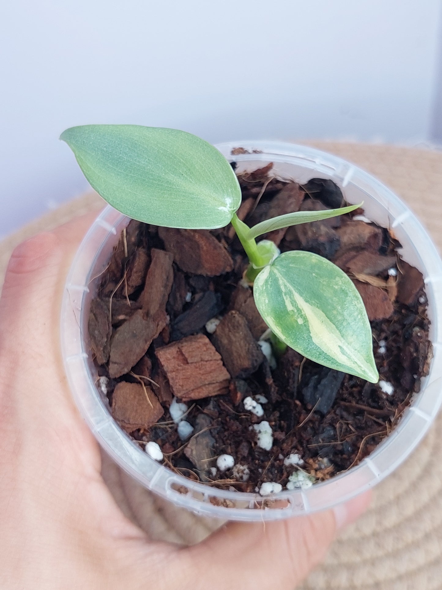 Philodendron Silver Sword Variegated 1