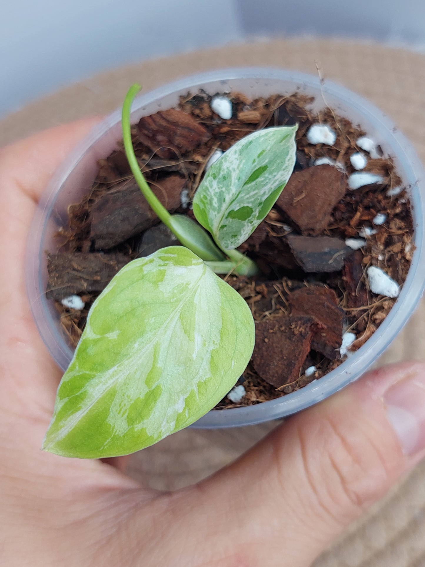 Monstera Bulbasaur 1