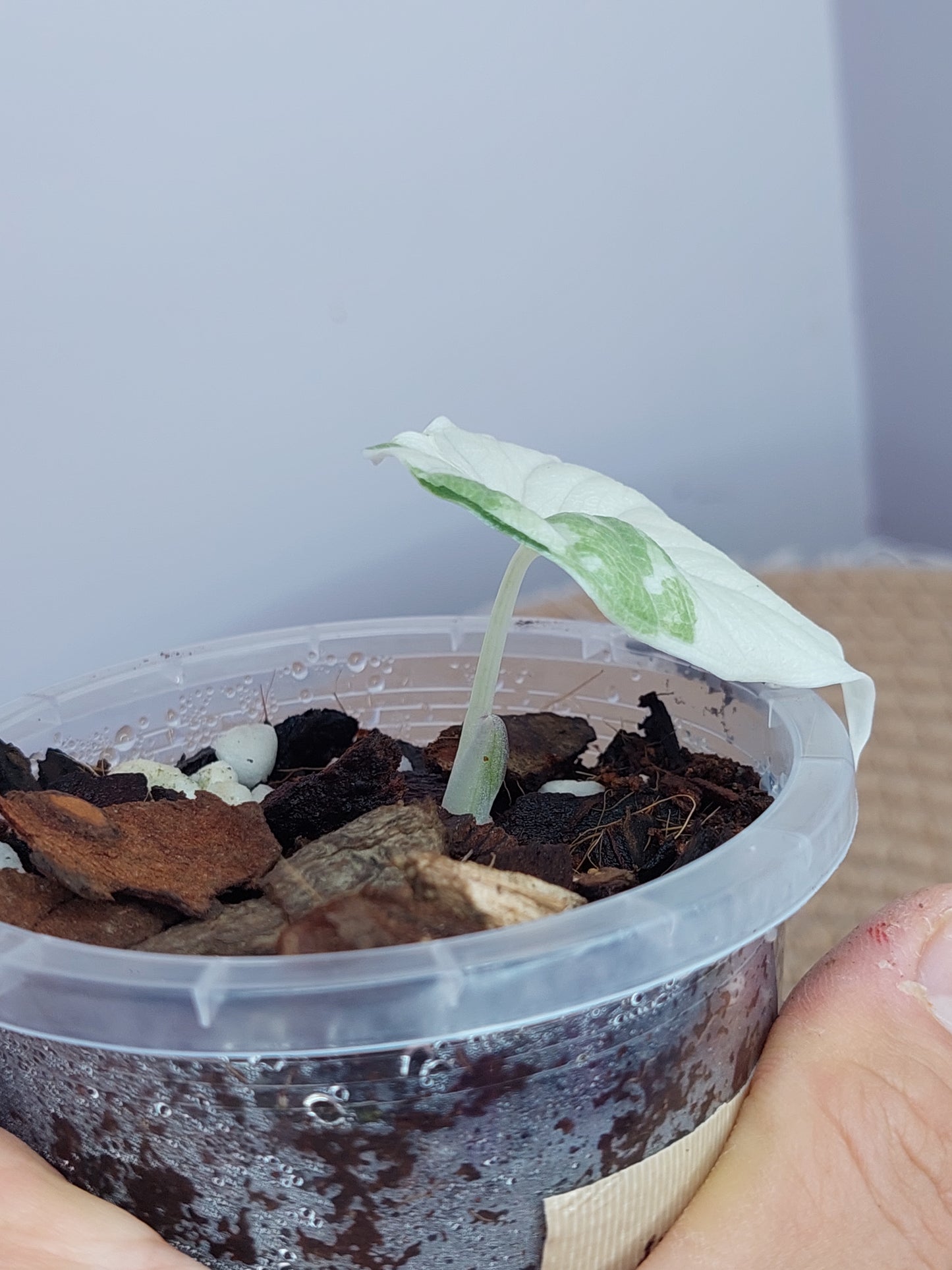Alocasia Melo Variegated 1