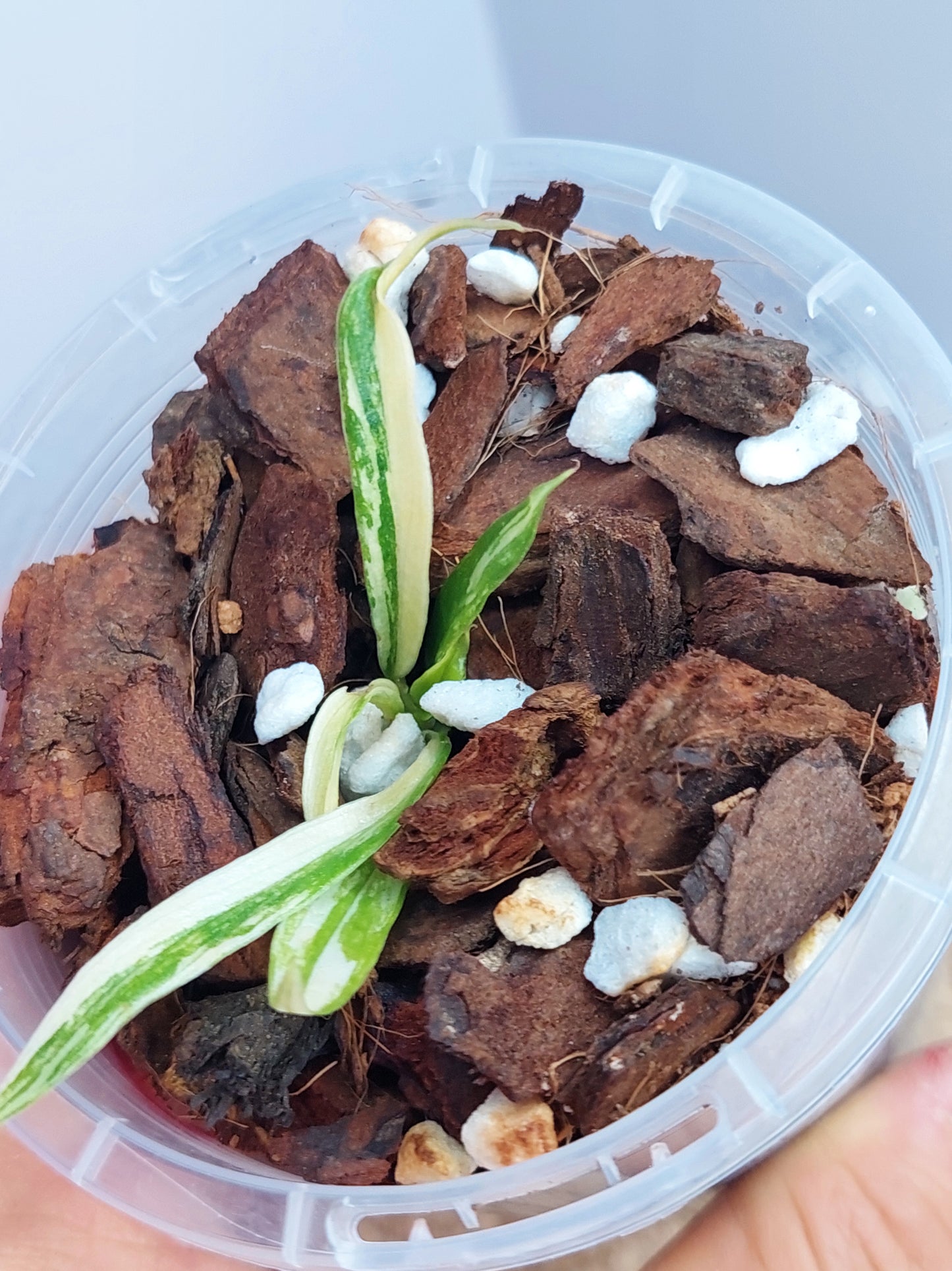 Philodendron Tortum Variegated 1