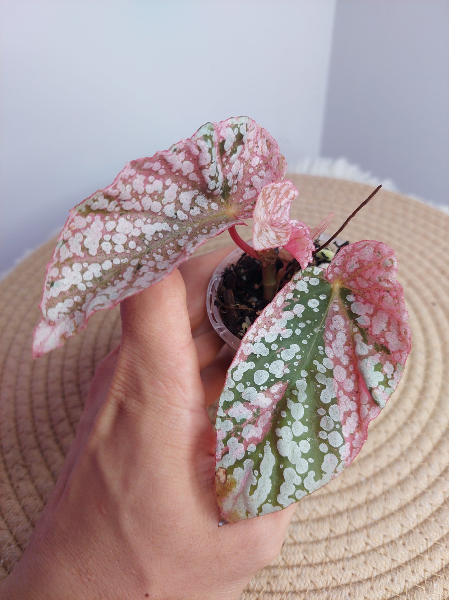 Begonia Snow Capped Variegated - 2