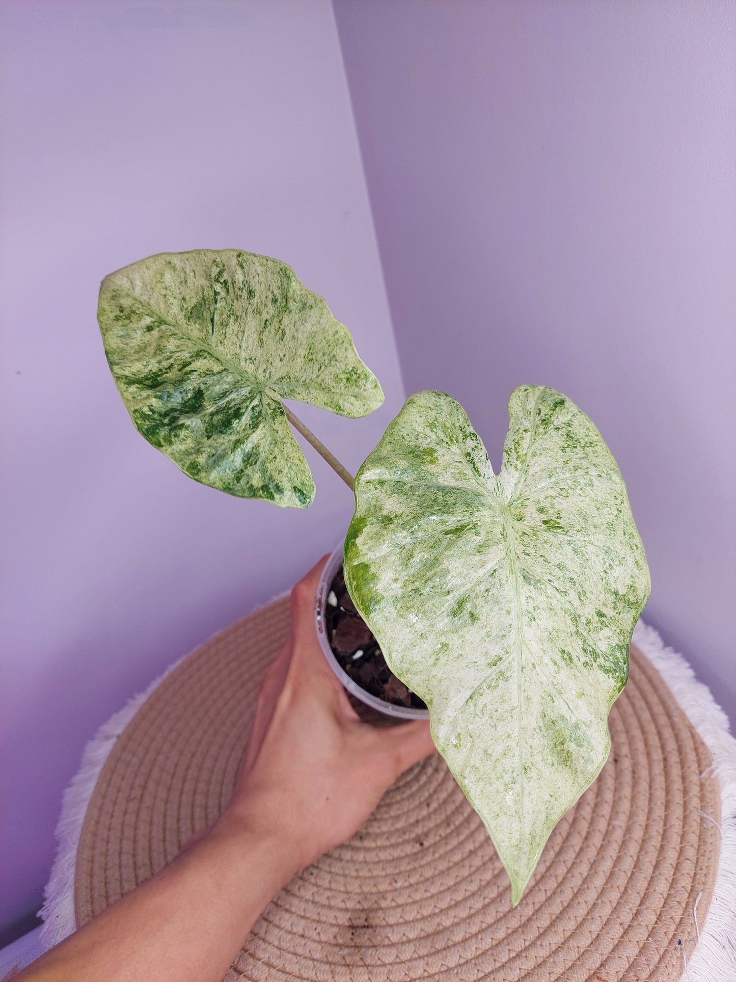 Alocasia Odora Batik Variegated #1