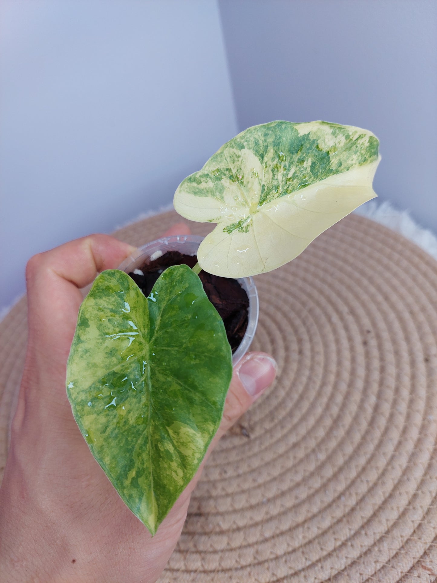 Alocasia Gageana Aurea Variegated #1