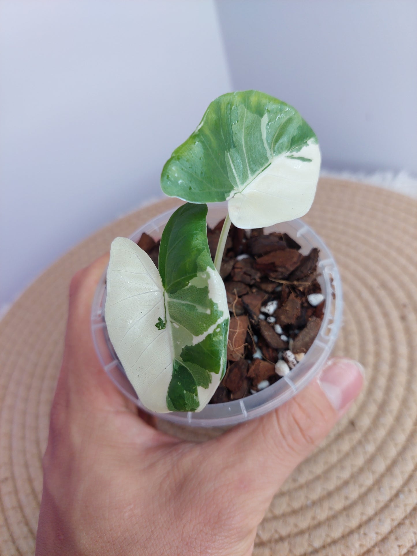 Alocasia Macrorrhiza Variegated #1