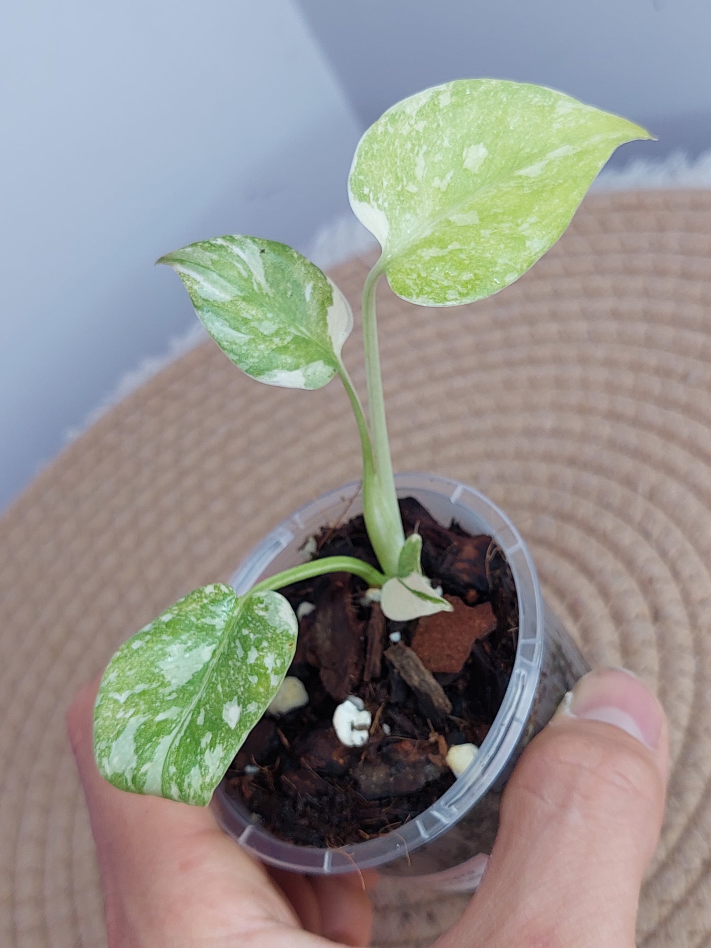 Monstera Cream Cheese #1