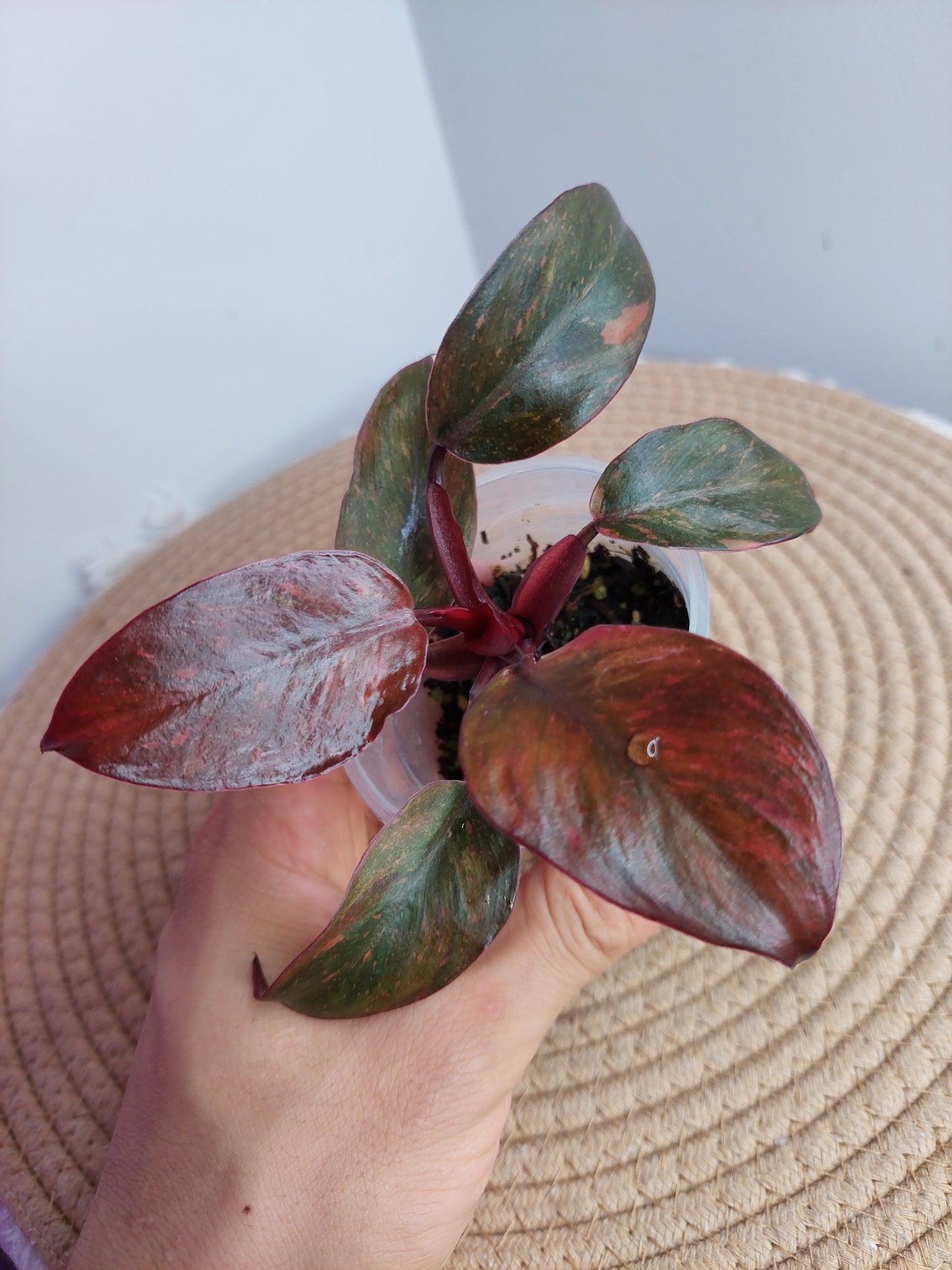 Philodendron Orange Princess Variegated #A