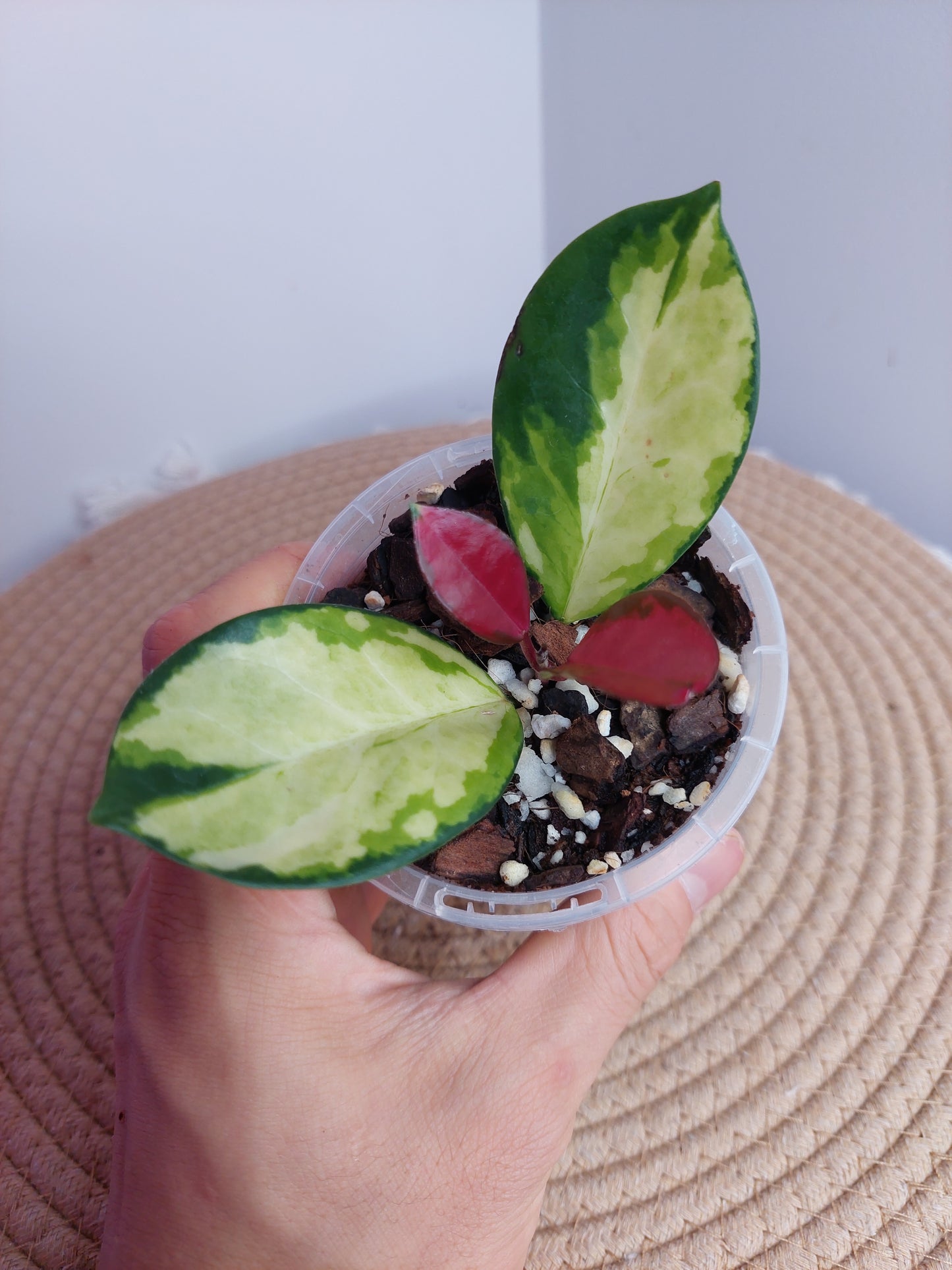 Hoya Australis Lisa #A