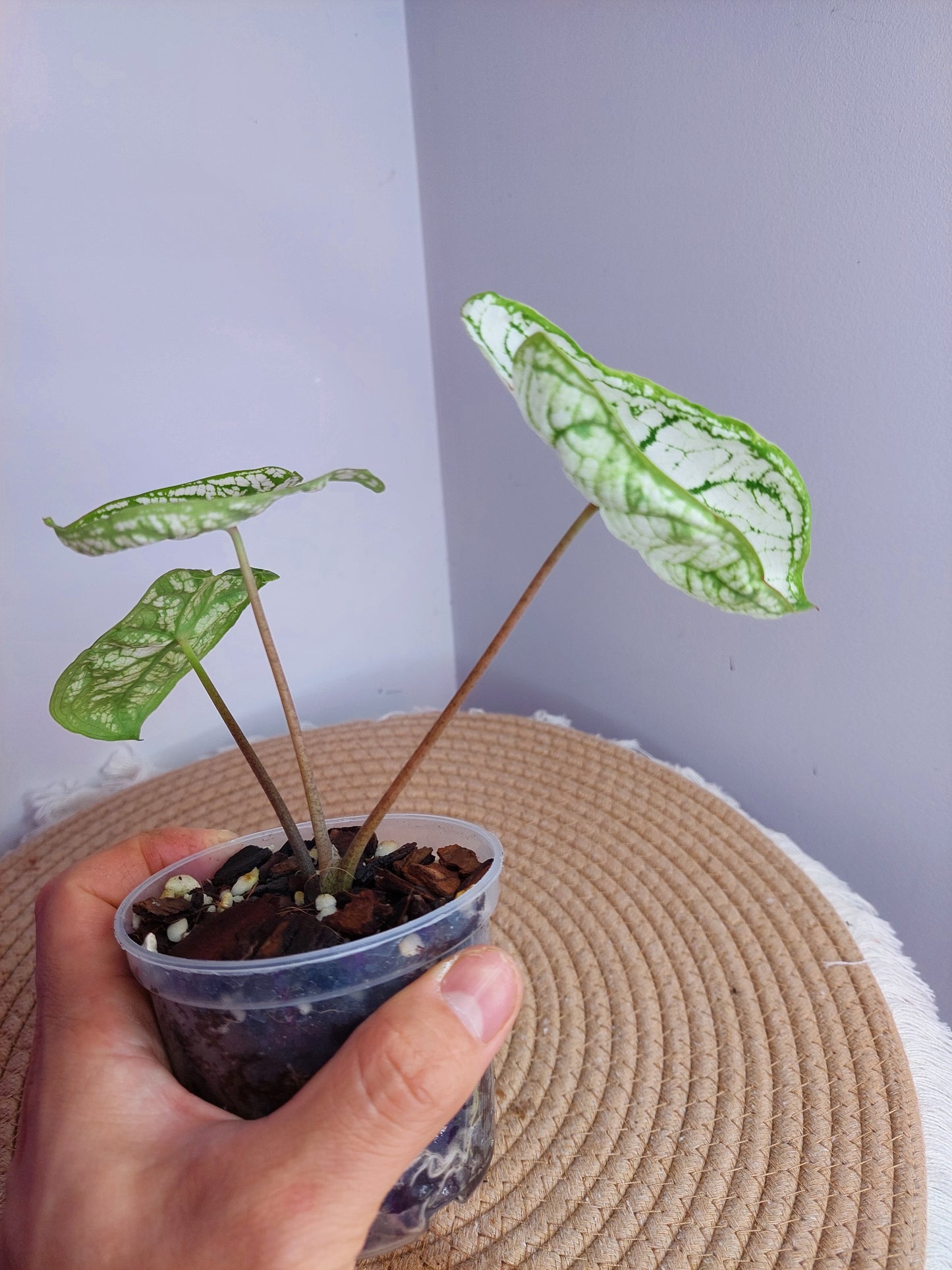 Caladium White Christmas #A