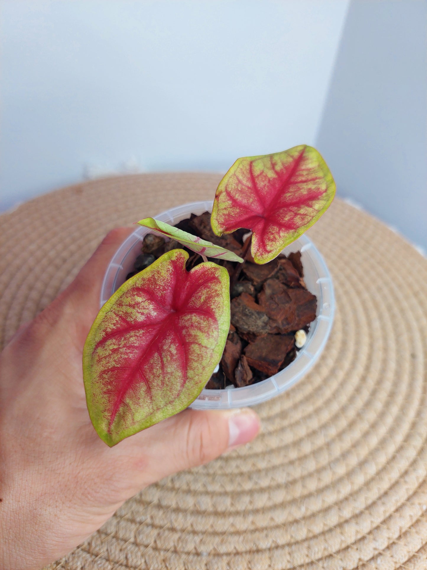 Caladium Lemon Blush #A