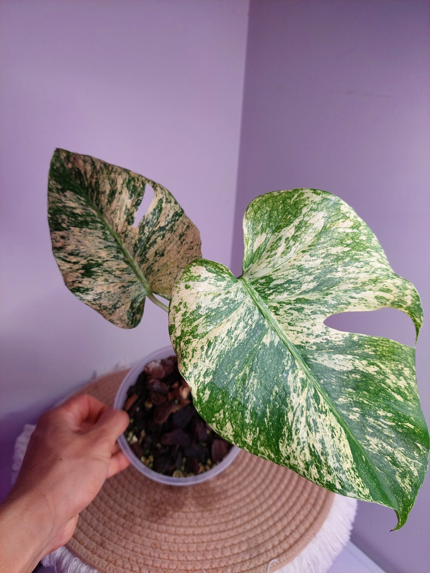 Monstera Deliciosa Mint Variegated #A
