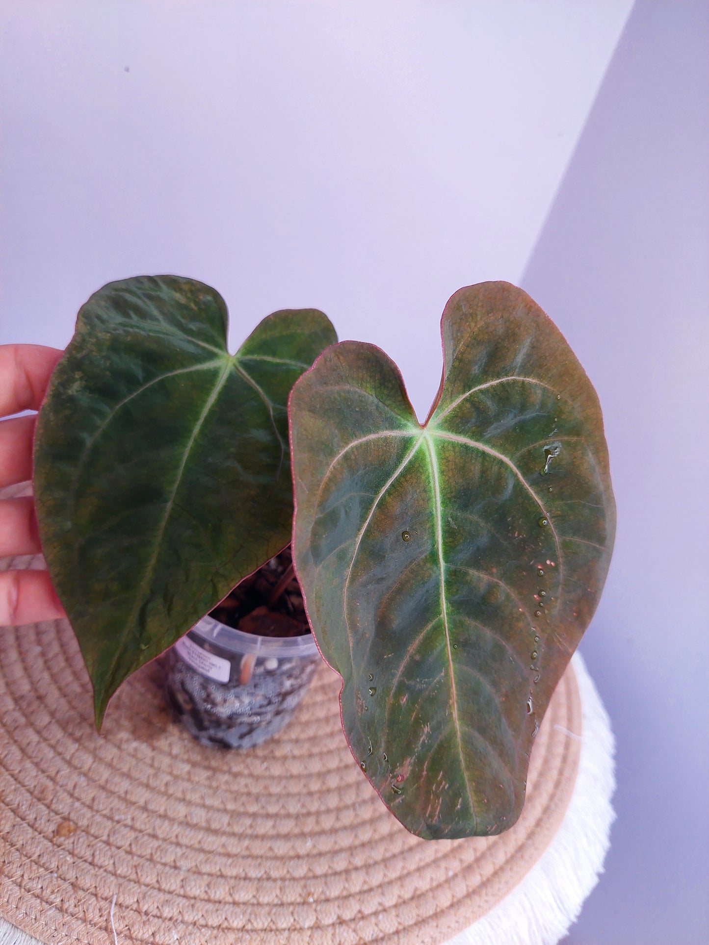 Anthurium Black EE x Black Cherry #A