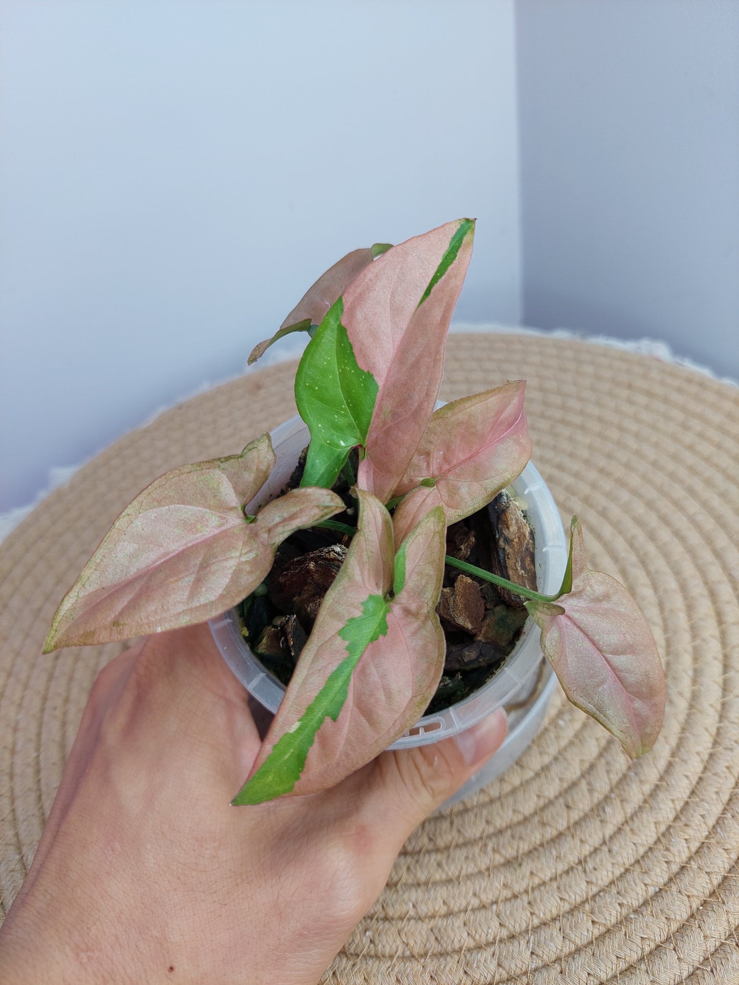 Syngonium Red Spot Tricolour 1