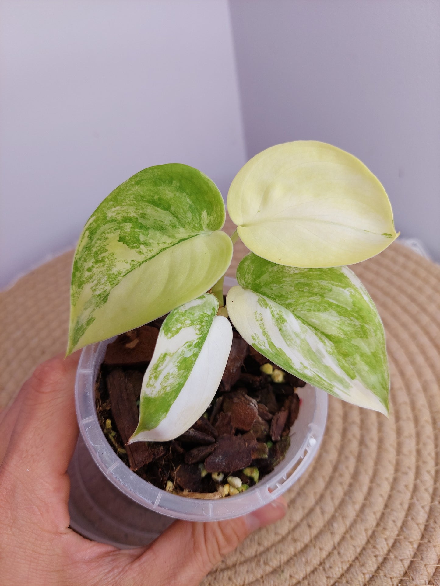 Scindapsus Jade Satin Variegated 1