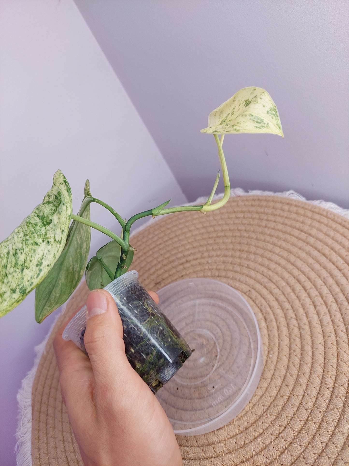 Scindapsus Silver Cloud Variegated 1