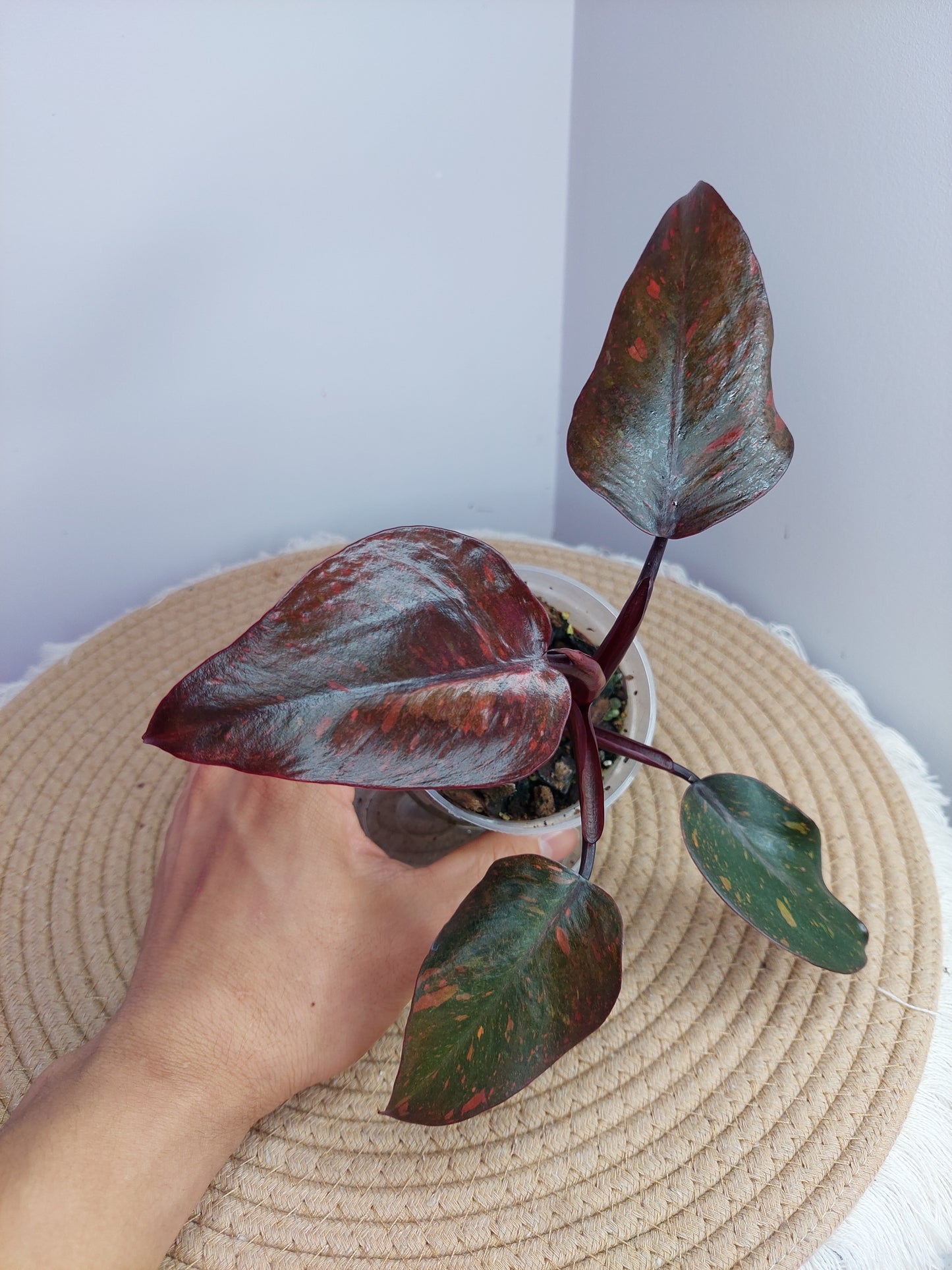 Philodendron Orange Princess Variegated 1