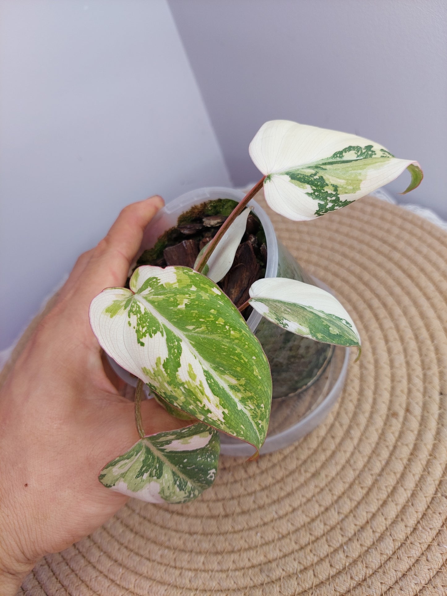 Philodendron Gloriosum Variegated 1