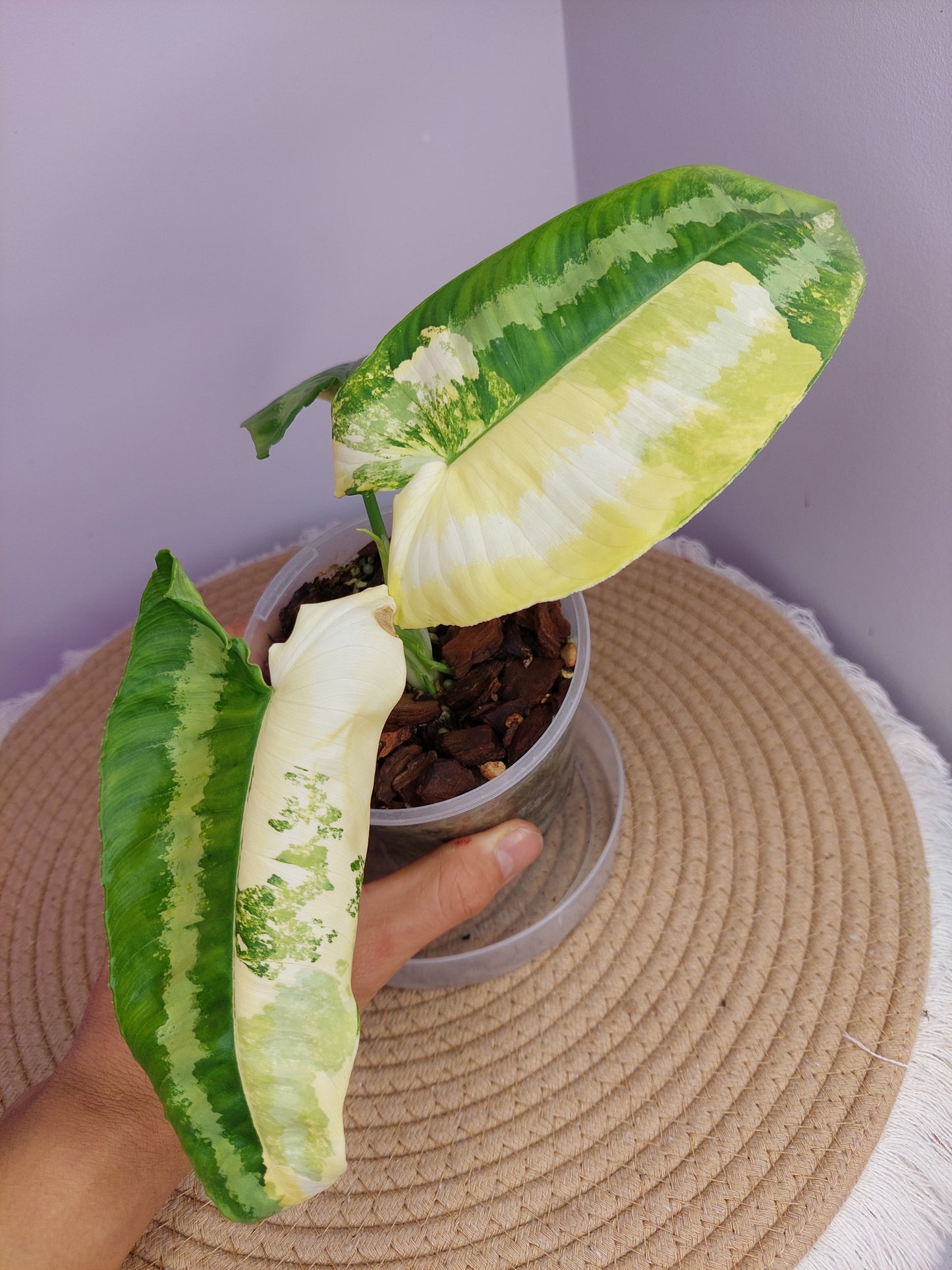 Schismatoglottis Wallichii Variegated 1