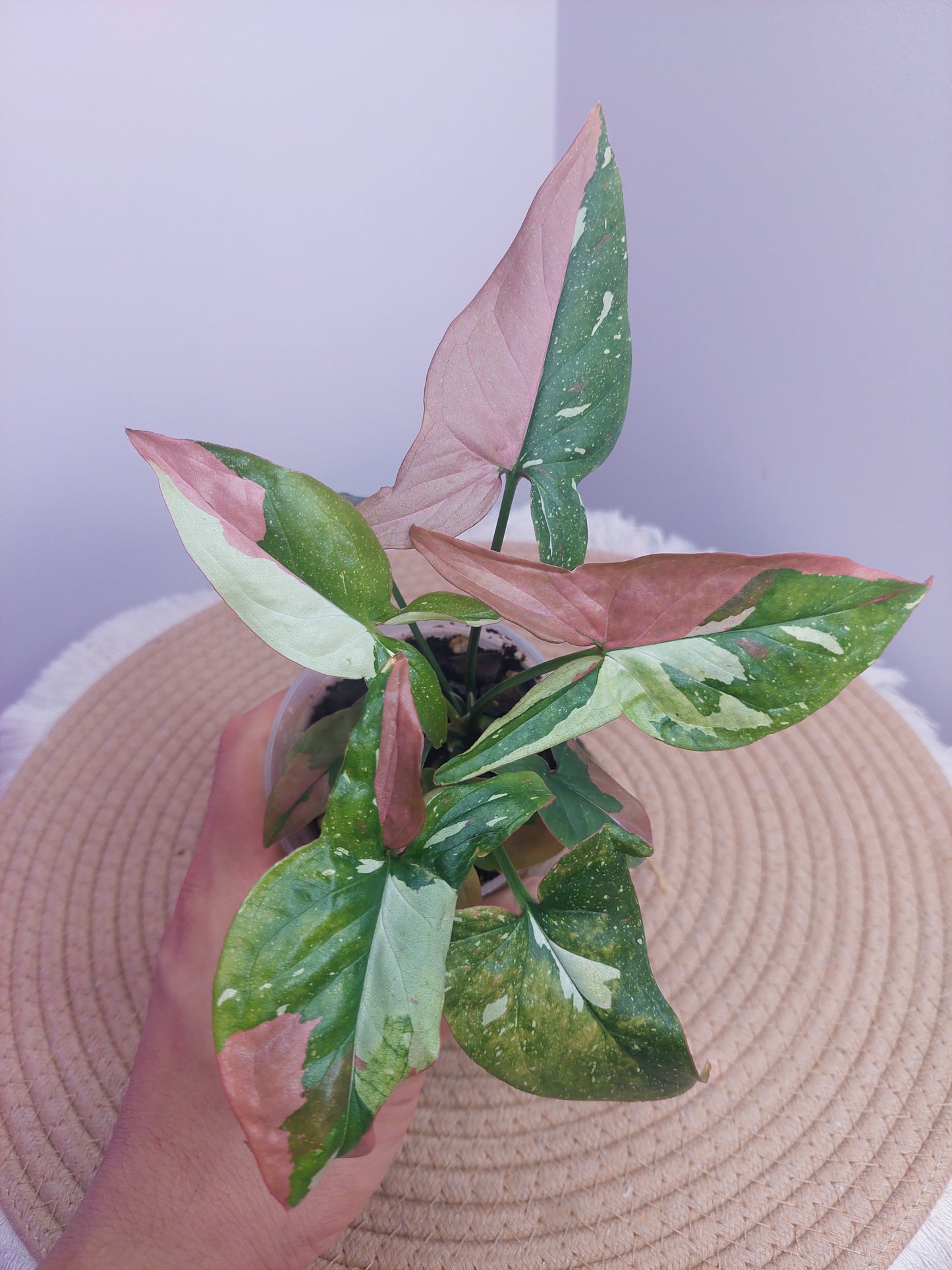 Syngonium Red Spot Tricolour #1
