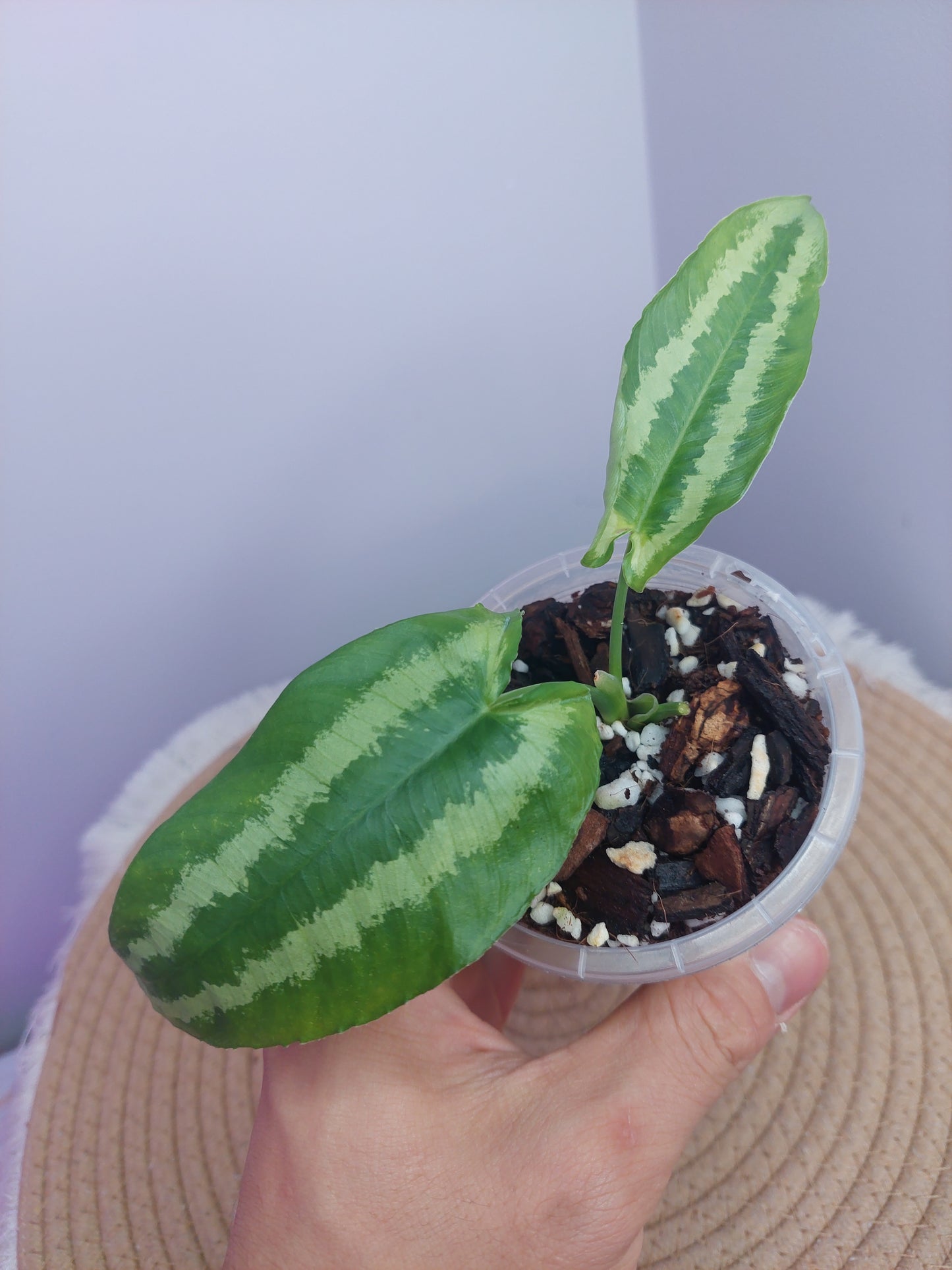 Schismatoglottis Wallichii #1