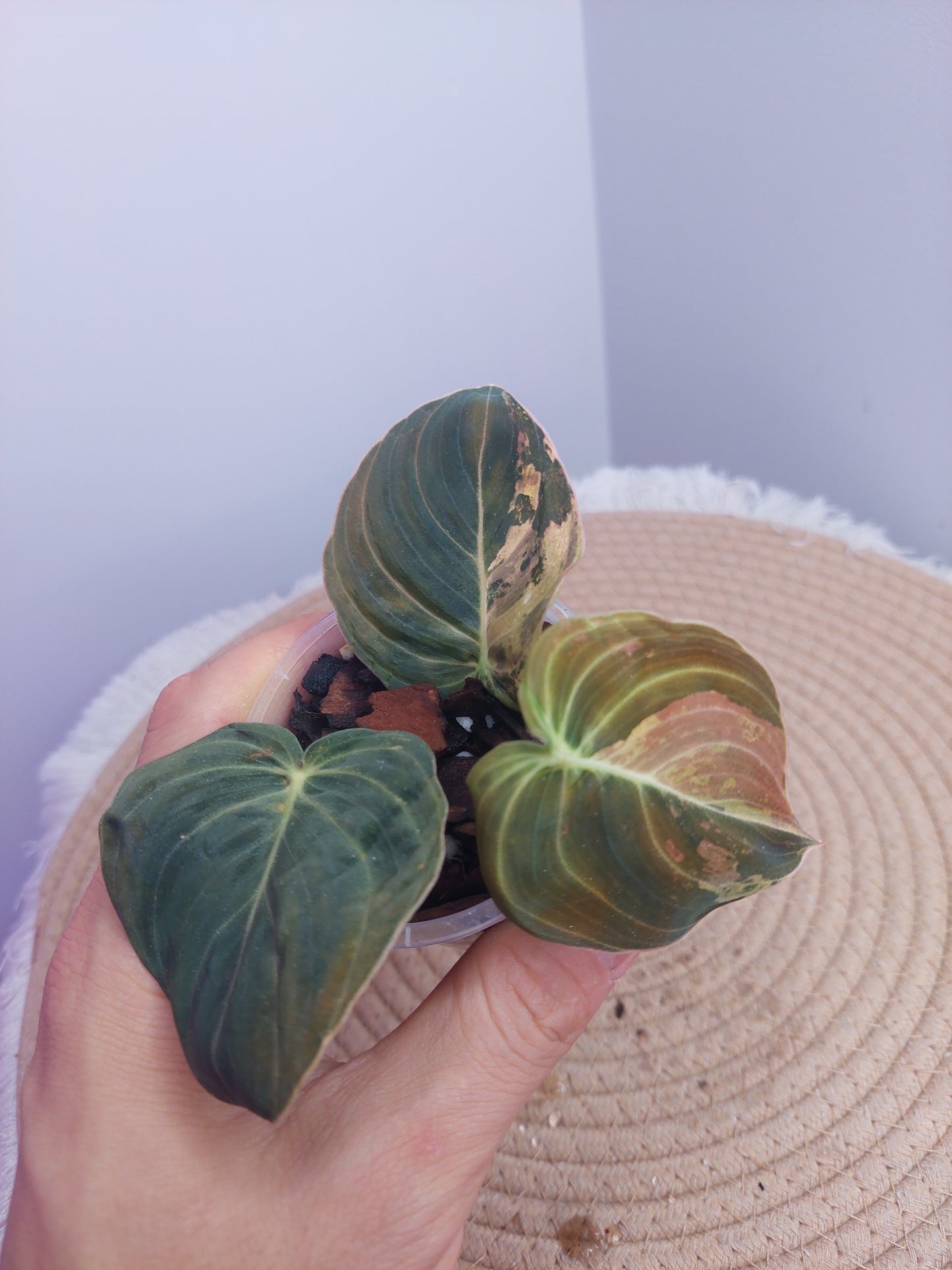 Philodendron Melanochrysum Variegated #1