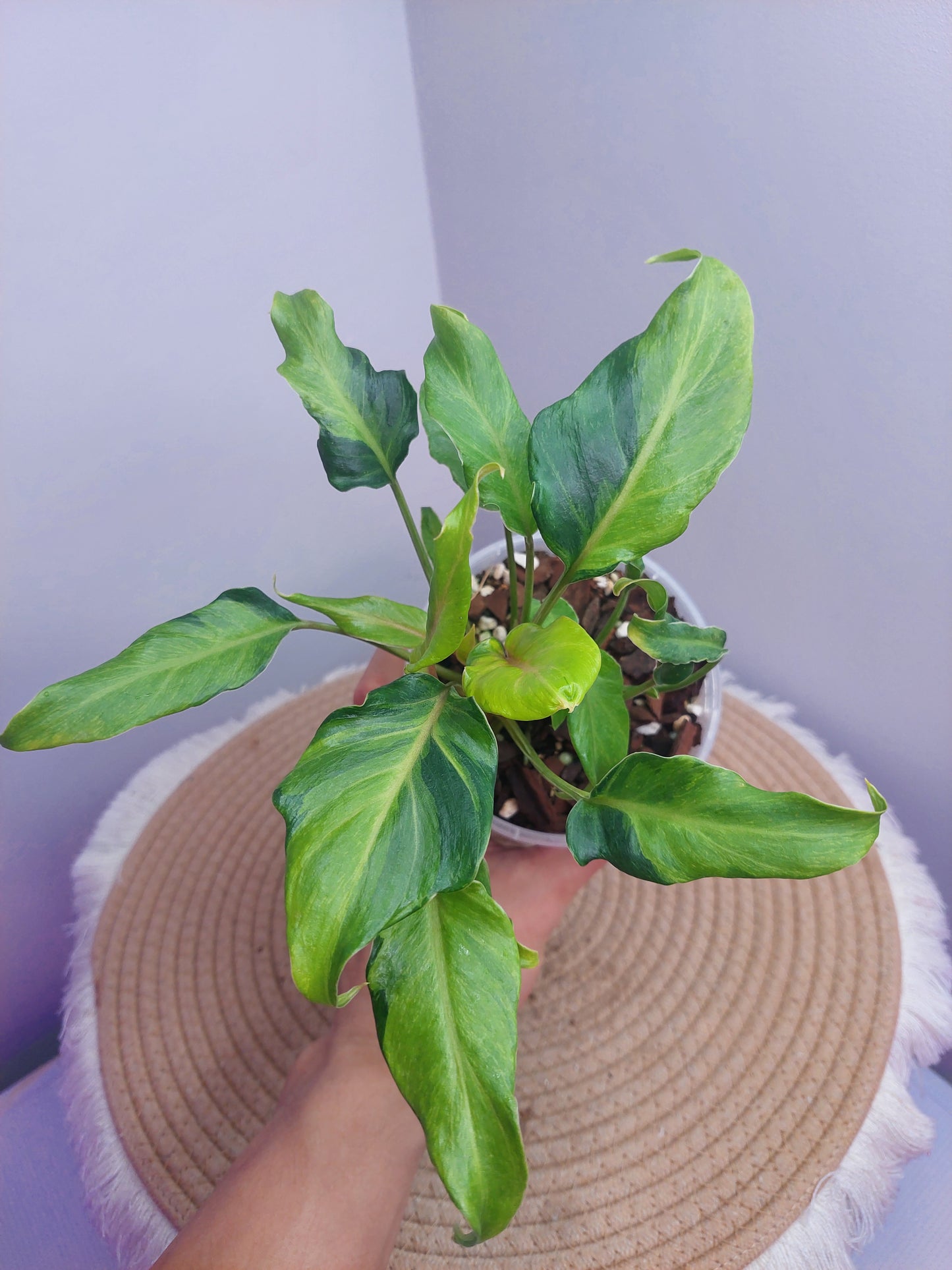 Philodendron Xanadu Variegated #1