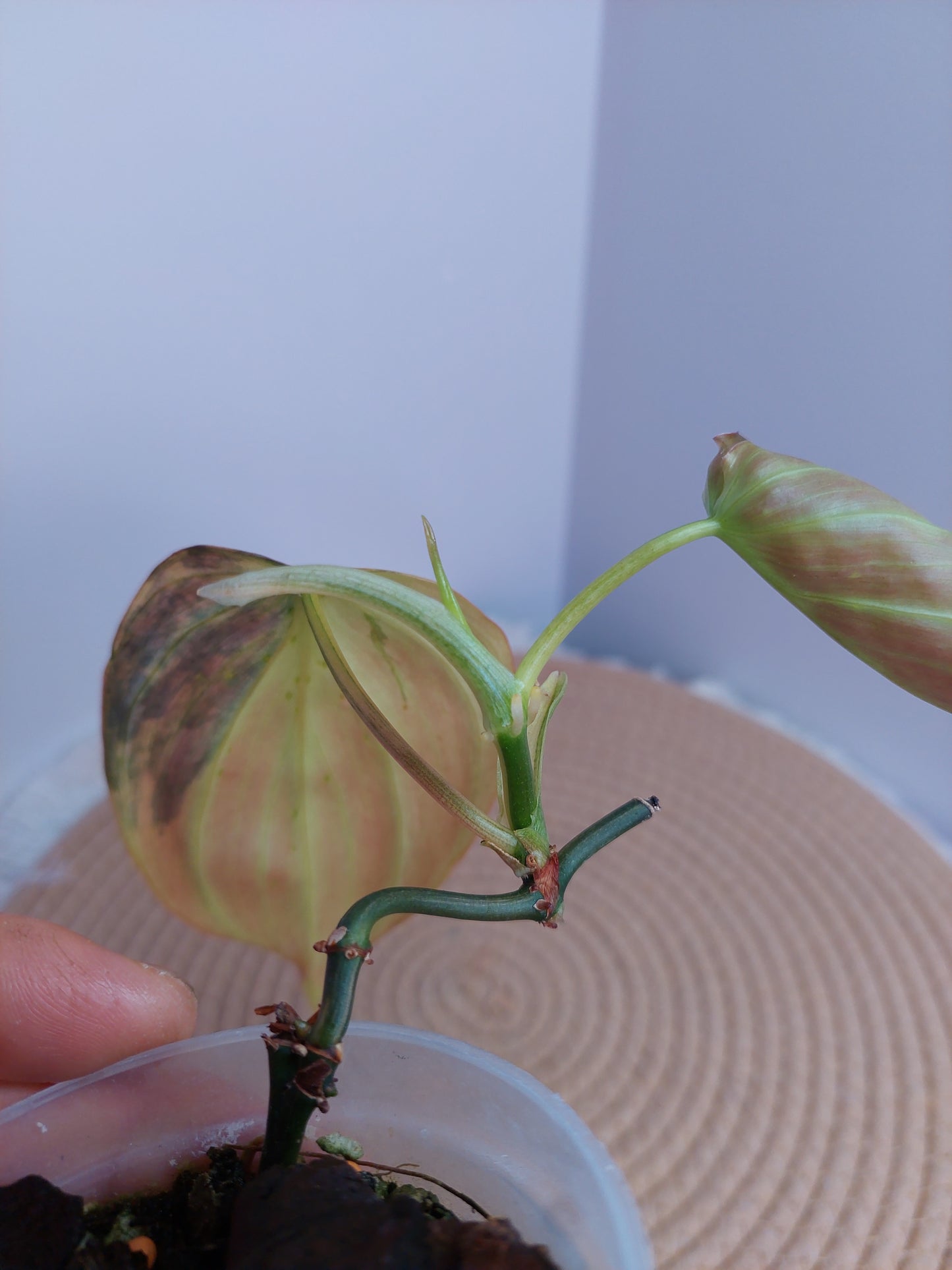 Philodendron Mican Variegated #A